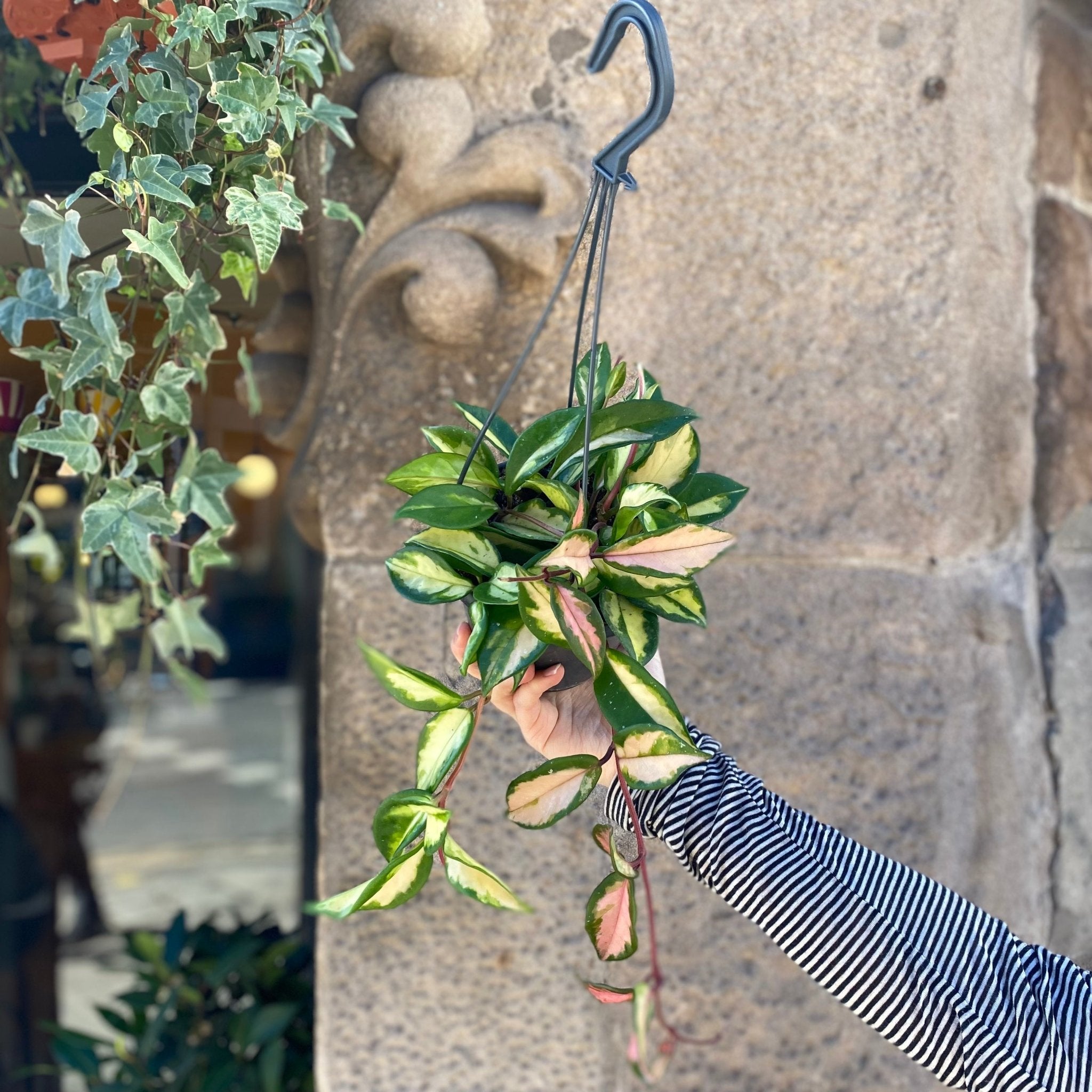 Hoya carnosa ‘Tricolor’ (hangpot) - grow urban. UK