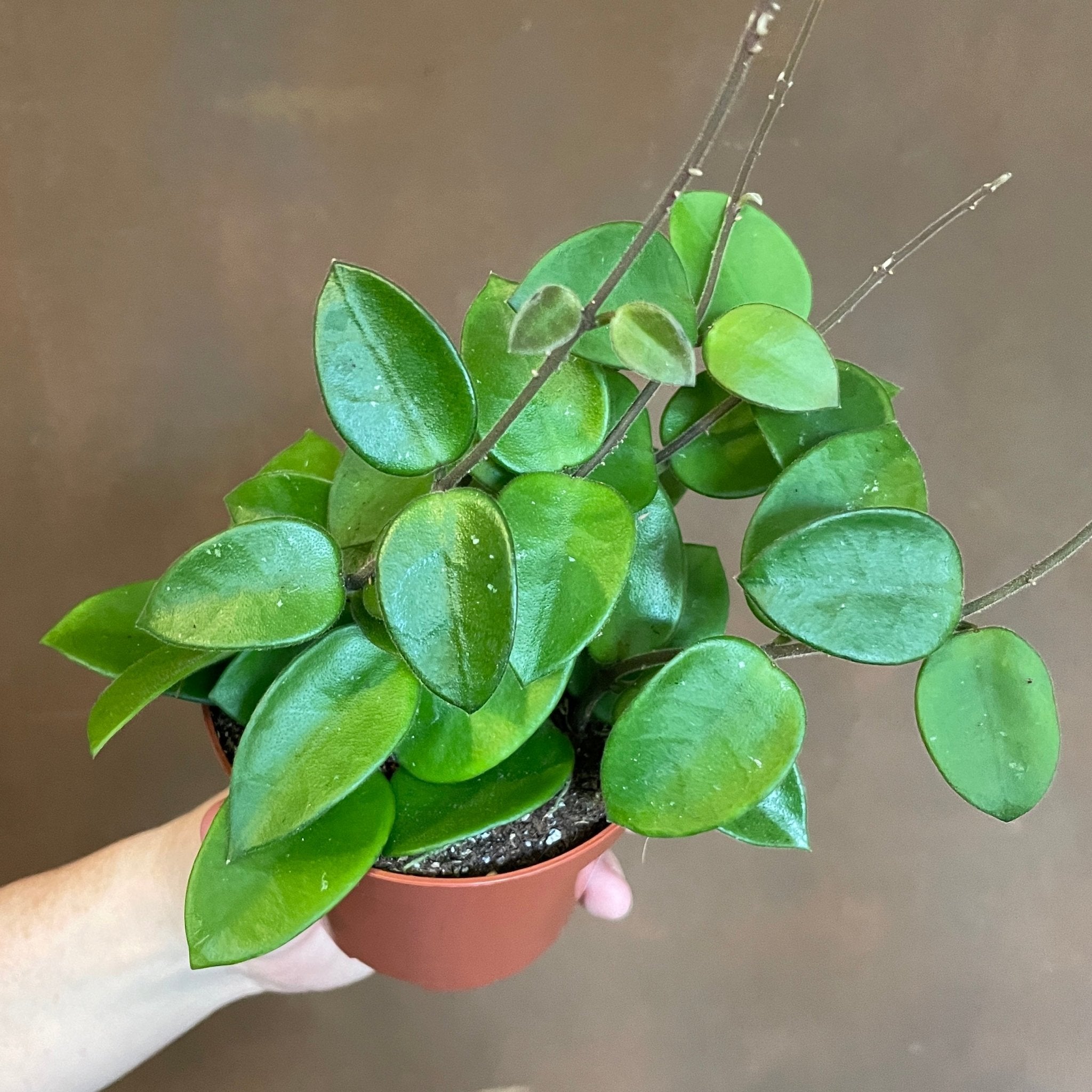 Hoya cv. Chouke - grow urban. UK