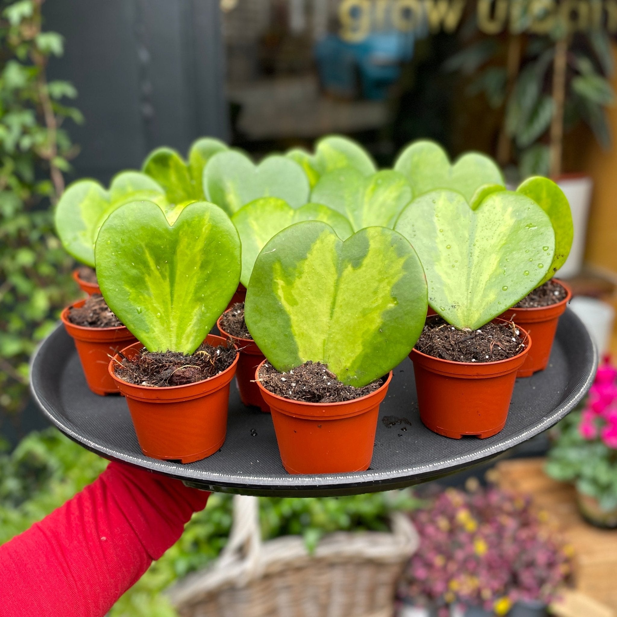 Hoya kerrii 'Reverse Variegata' - grow urban. UK