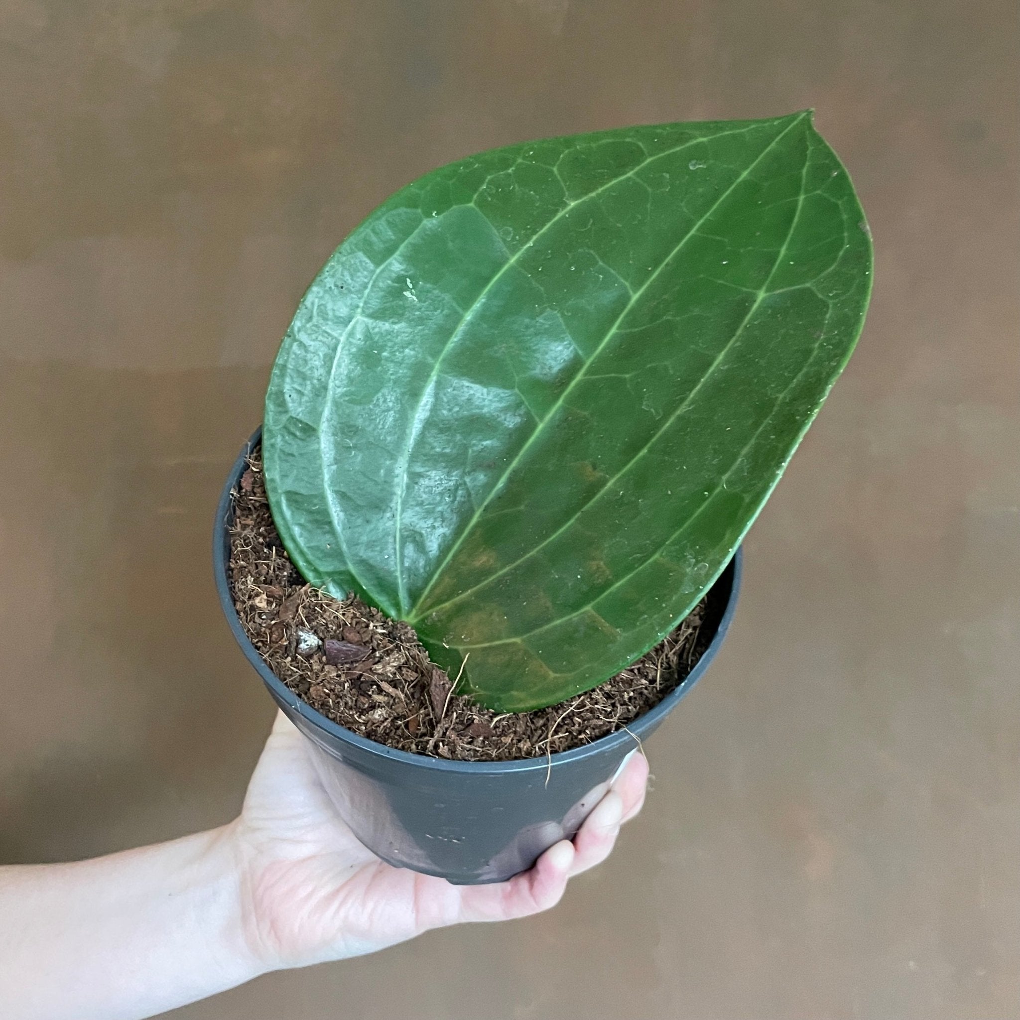 Hoya latifolia (AKA macrophylla) - grow urban. UK