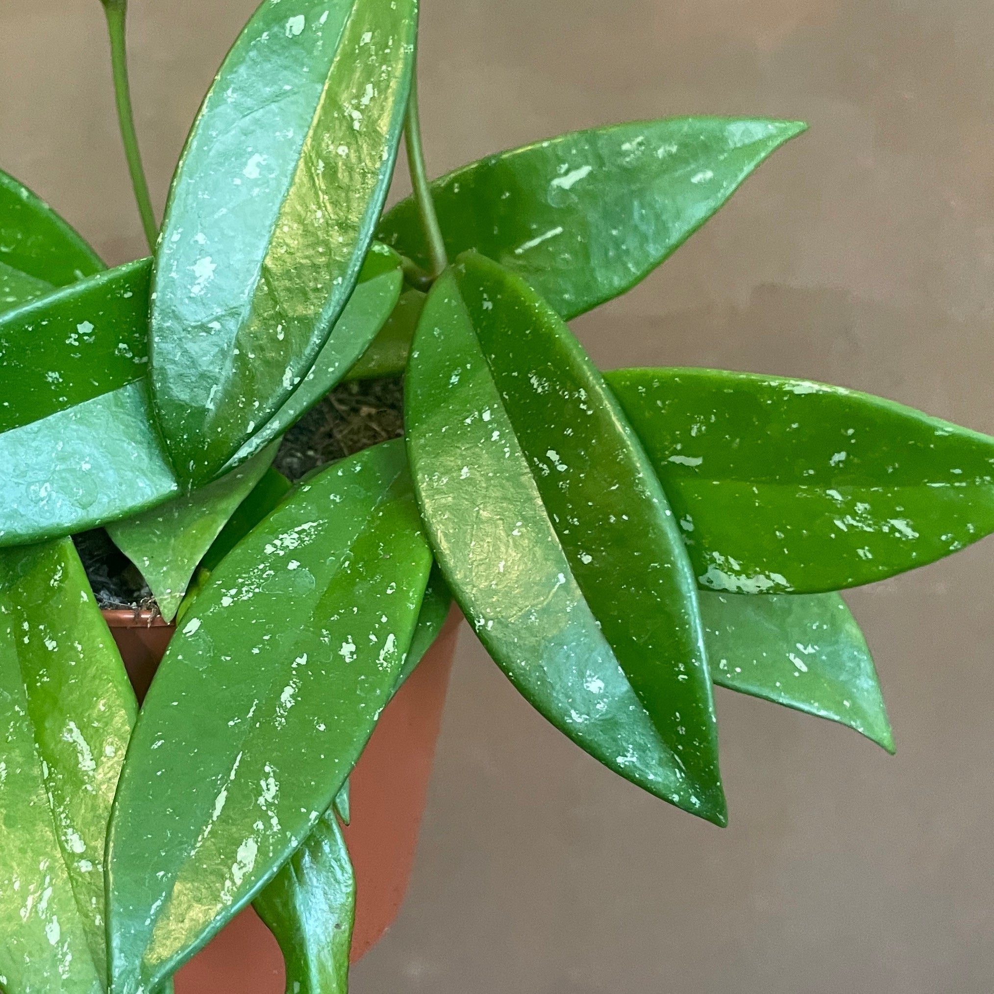 Hoya pubicalyx - grow urban. UK