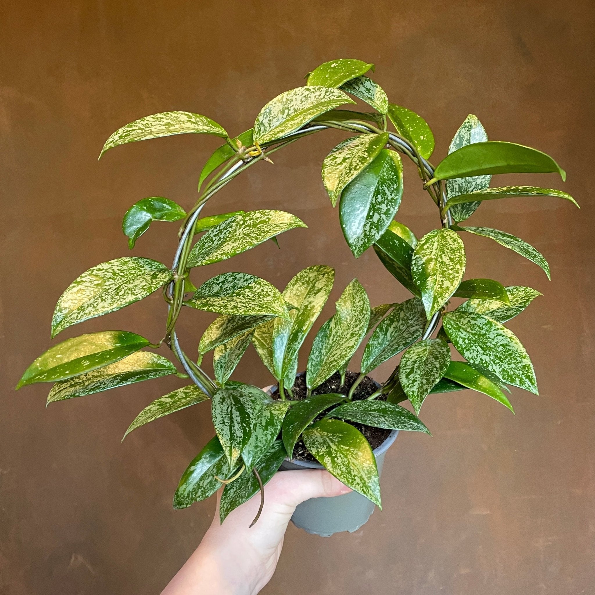 Hoya pubicalyx 'Silver Spot' - grow urban. UK