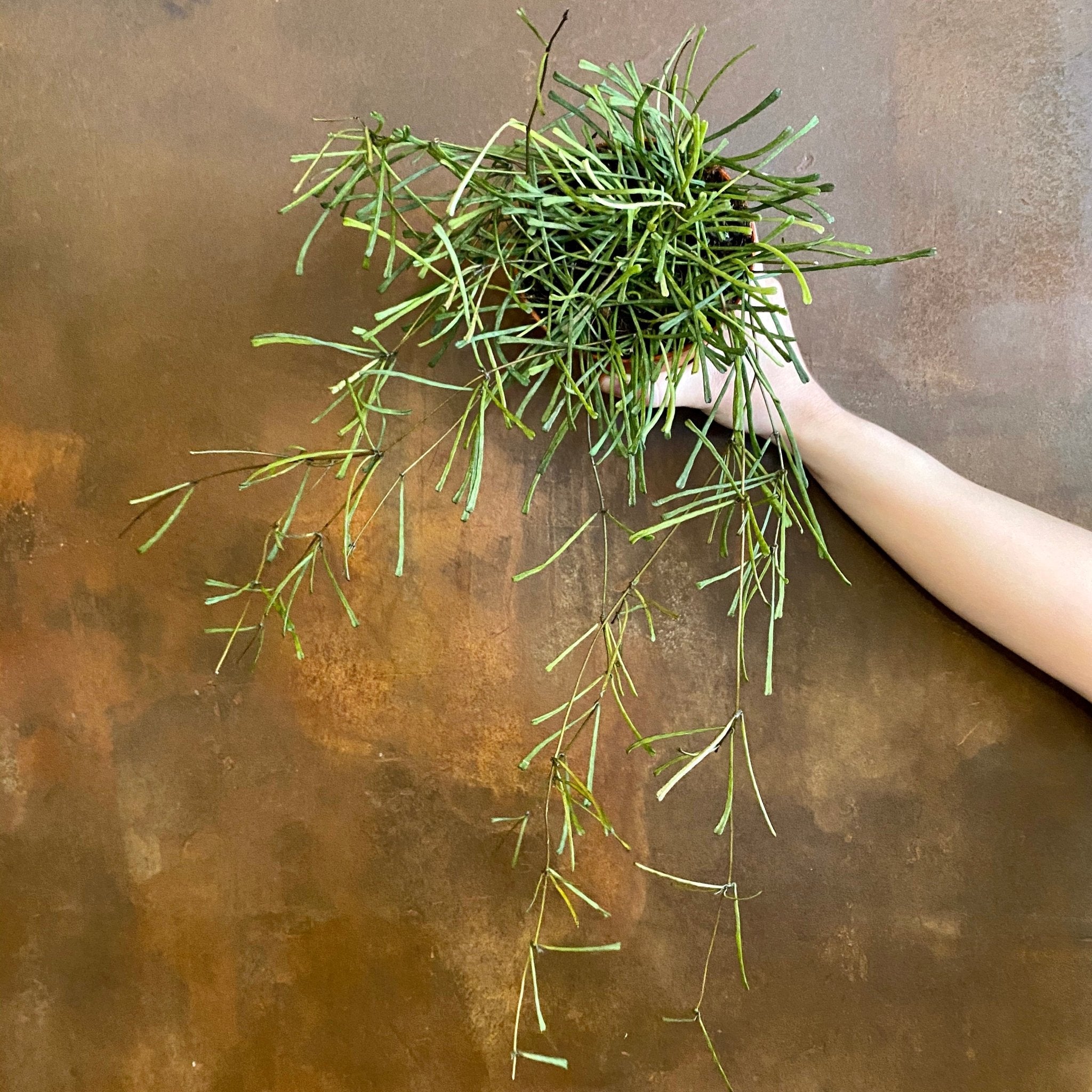 Hoya retusa - grow urban. UK