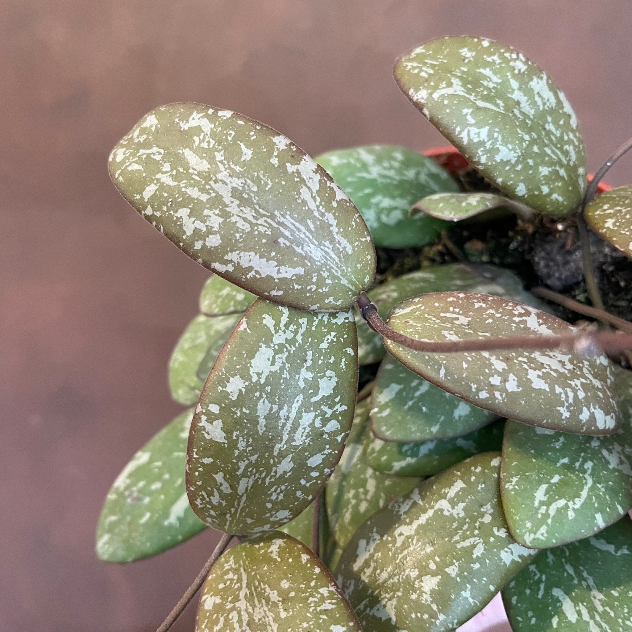 Hoya sigillatis - grow urban. UK
