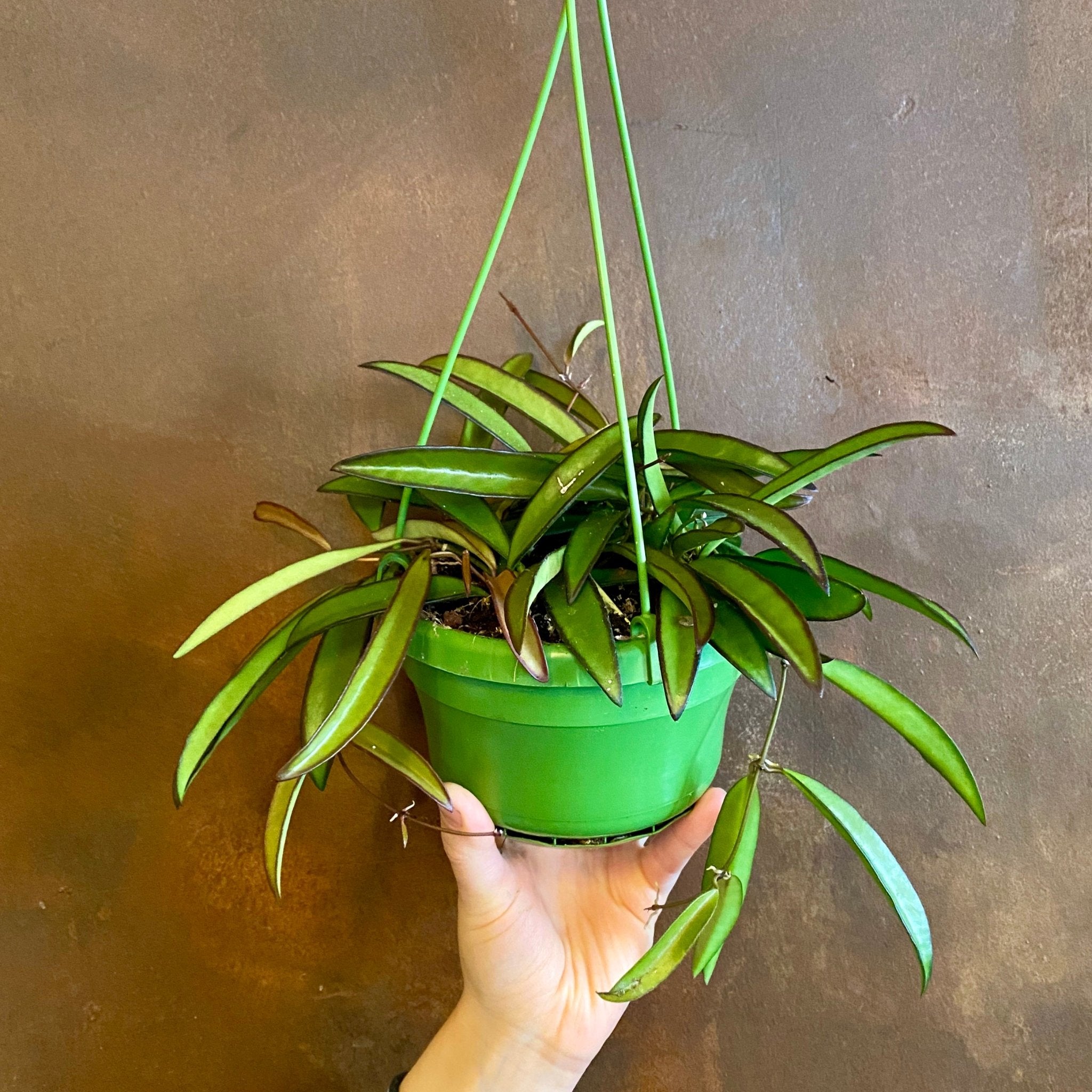 Hoya wayetii - grow urban. UK