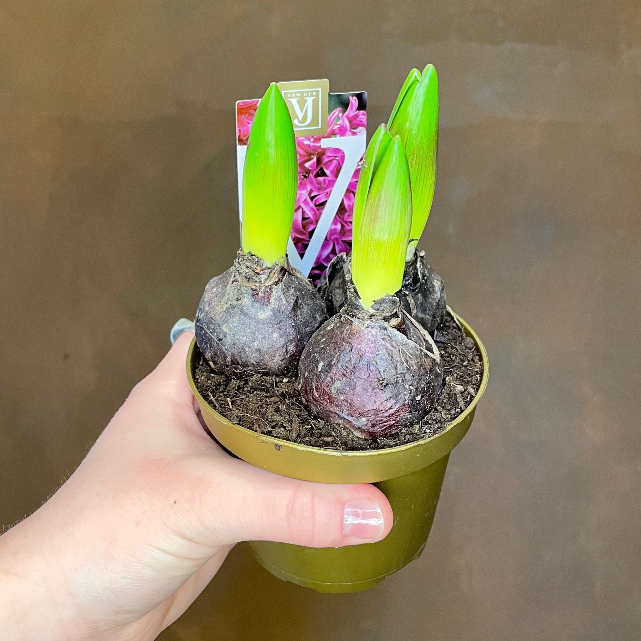 Hyacinthus orientalis - grow urban. UK