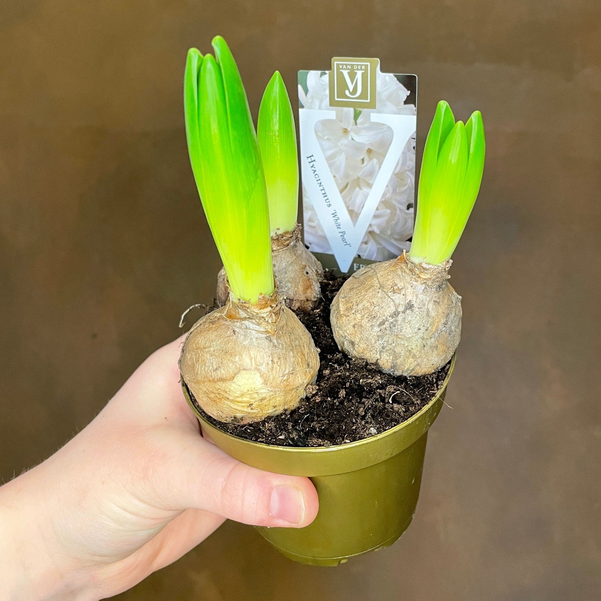 Hyacinthus orientalis - grow urban. UK