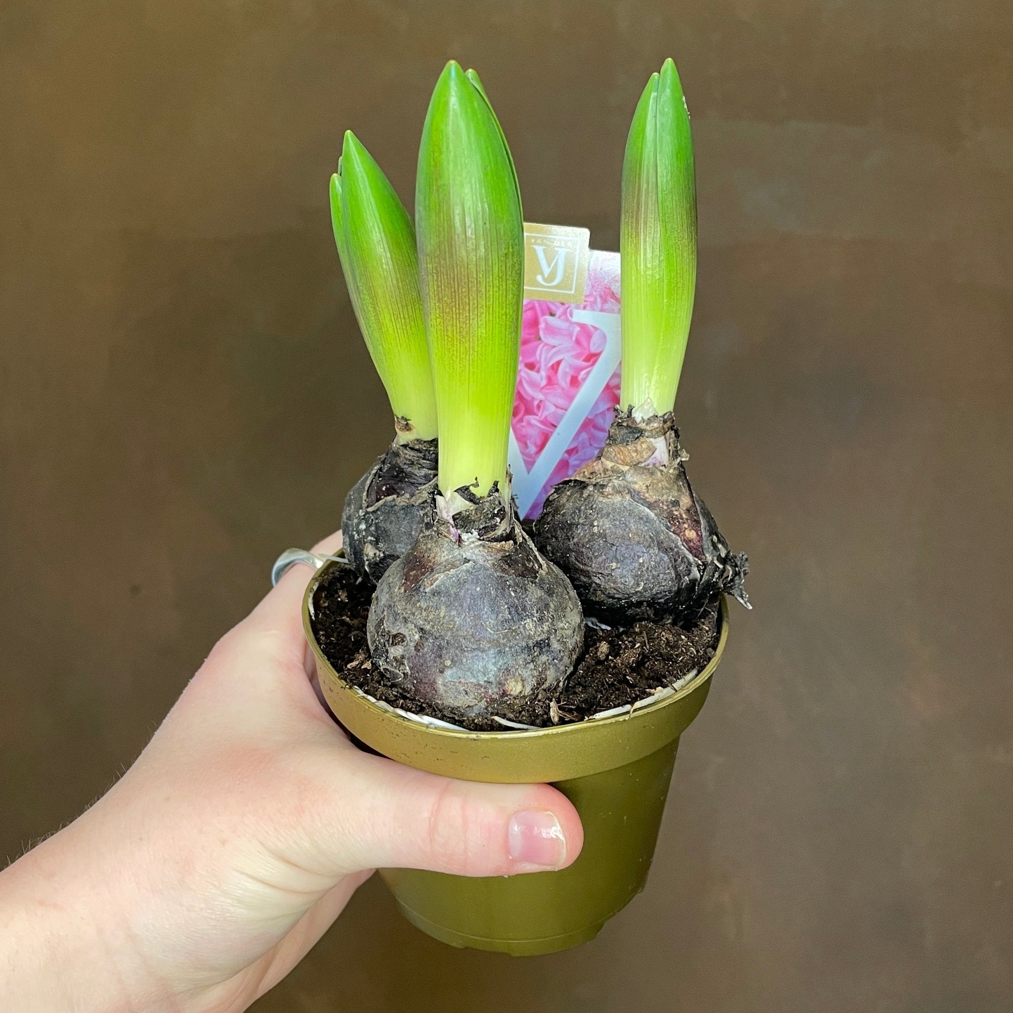 Hyacinthus orientalis - grow urban. UK