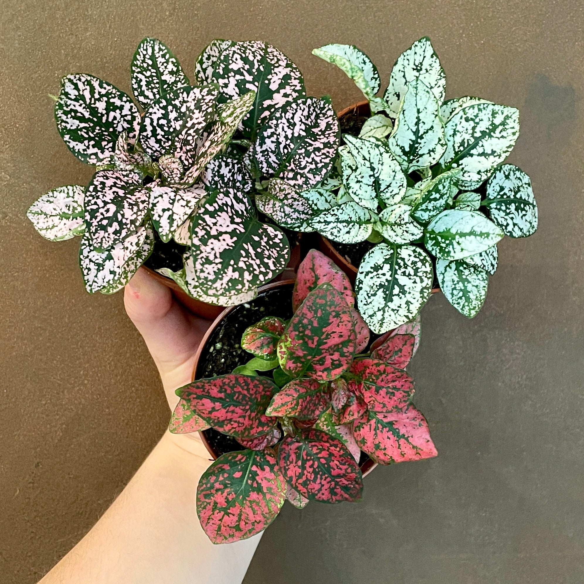 Hypoestes phyllostachya - grow urban. UK