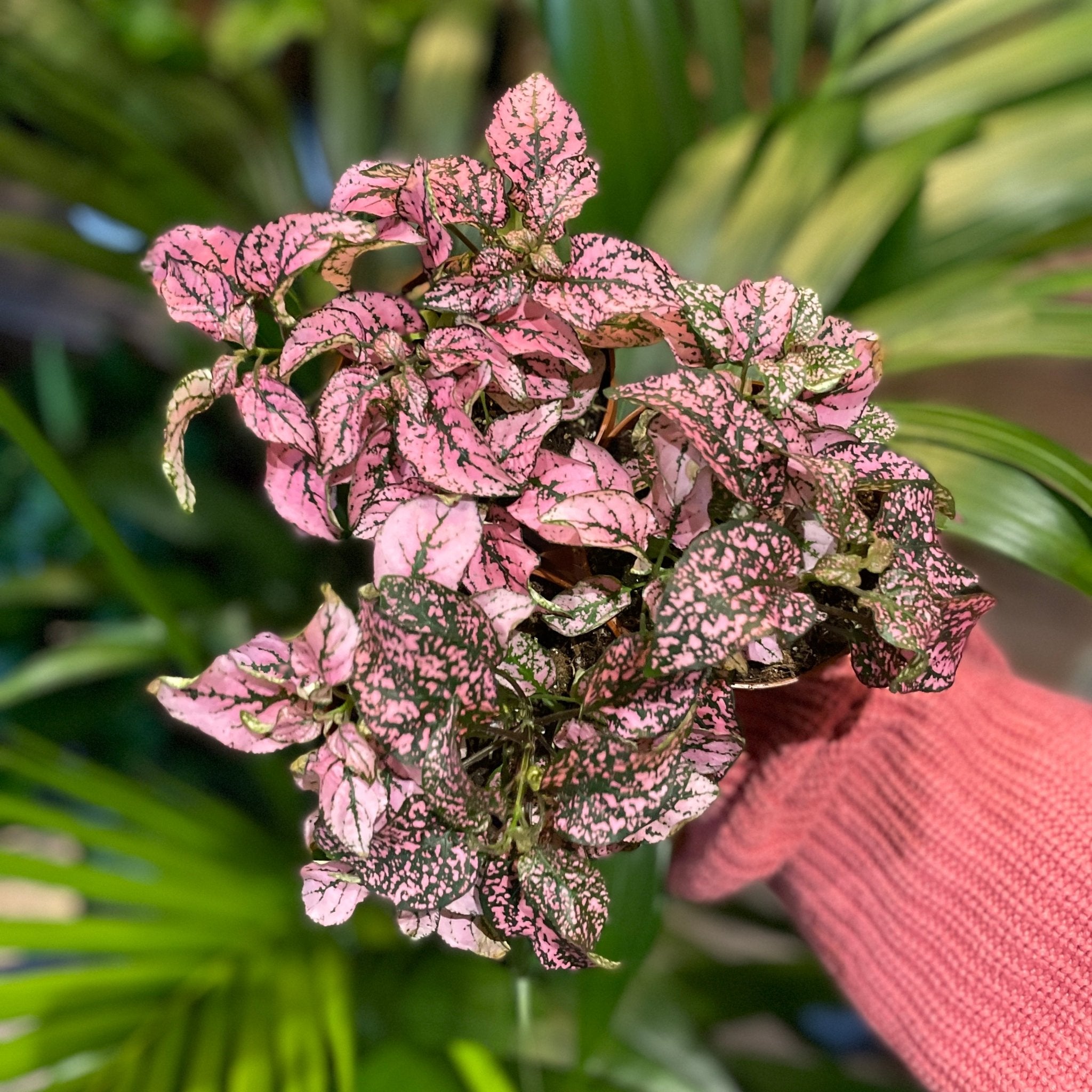 Hypoestes phyllostachya - Pink - grow urban. UK