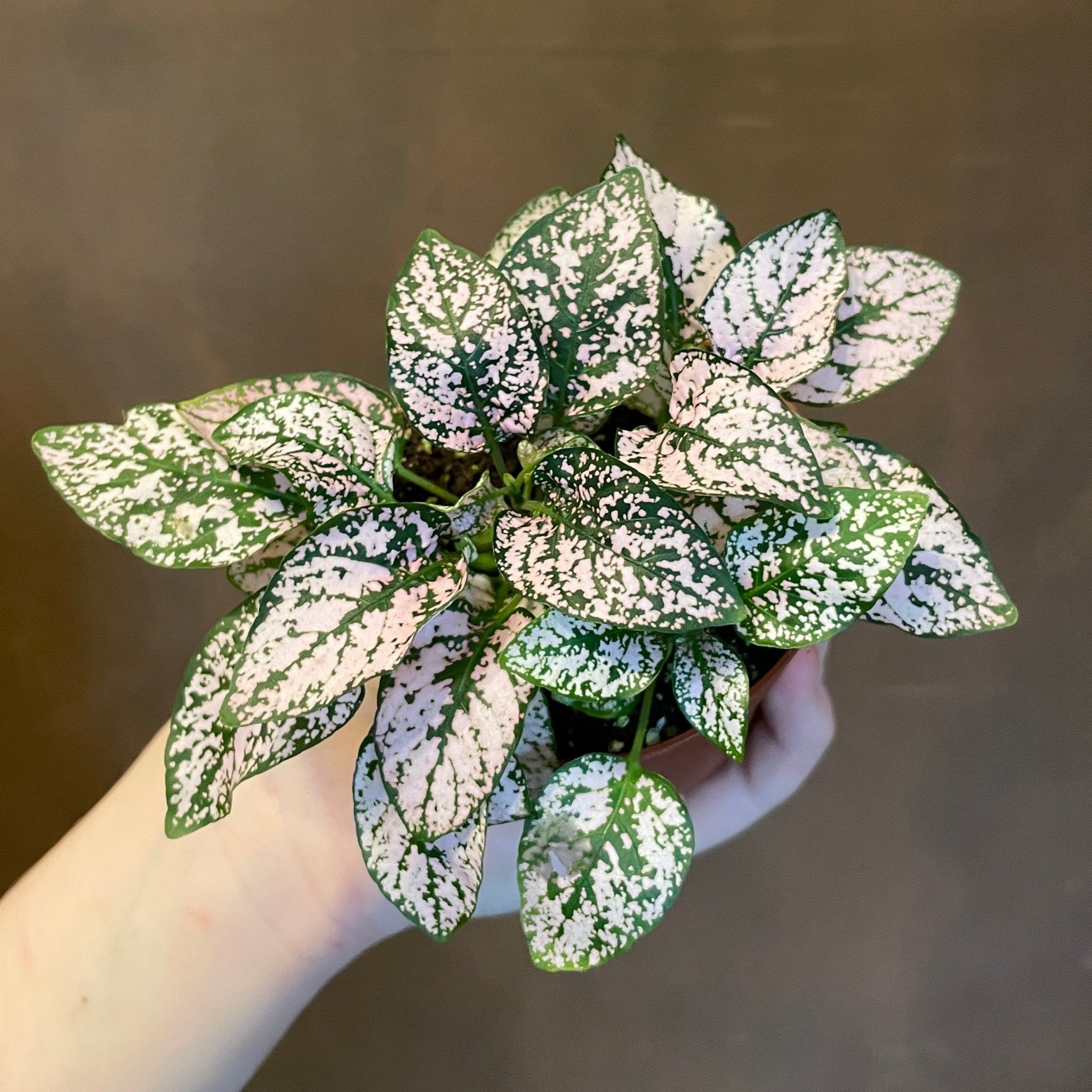 Hypoestes phyllostachya - Pink - grow urban. UK