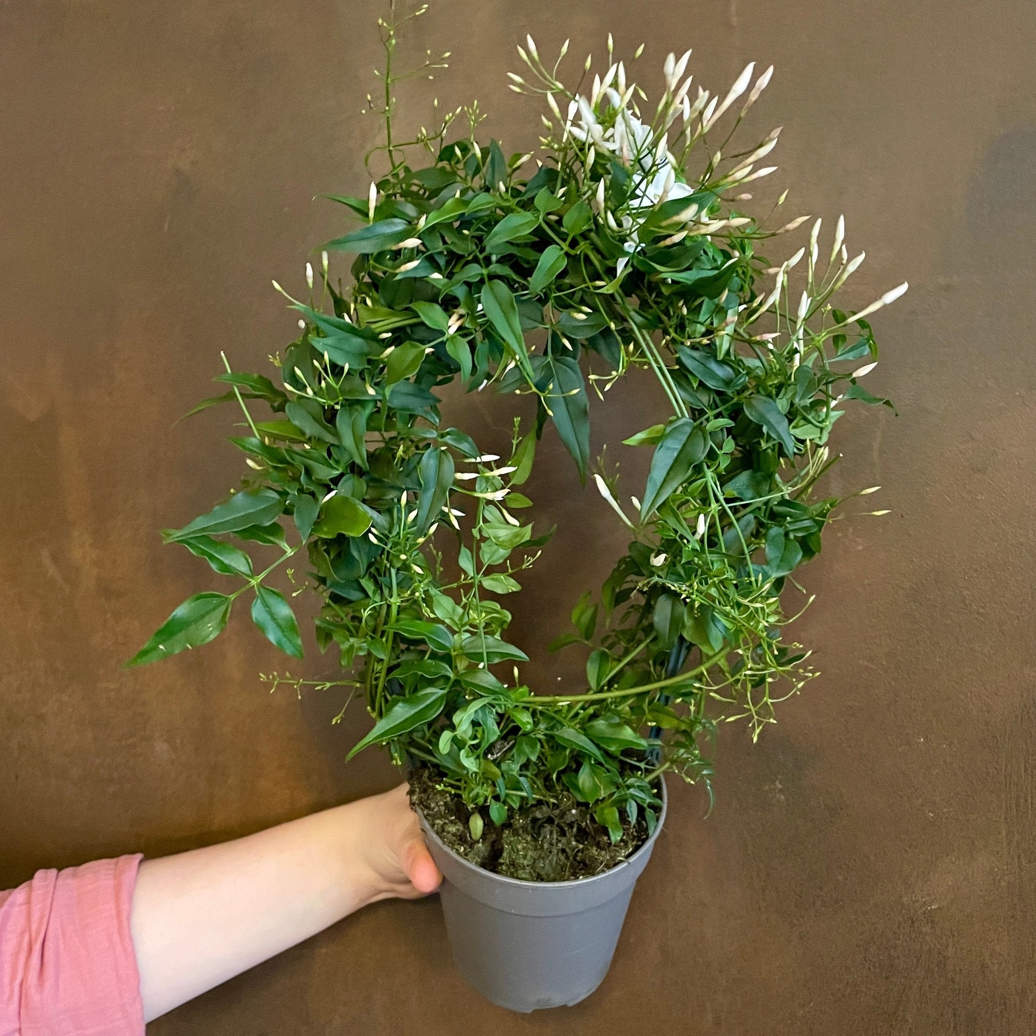 Jasminum polyanthum (hoop) - grow urban. UK