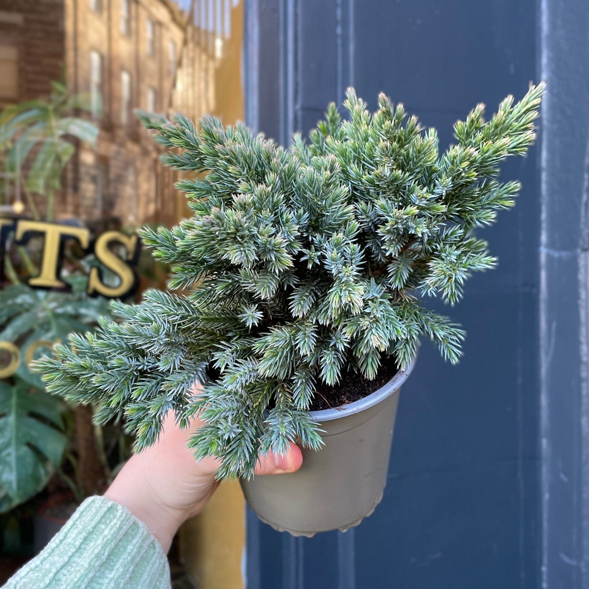 Juniperus squamata 'Blue Star' - grow urban. UK