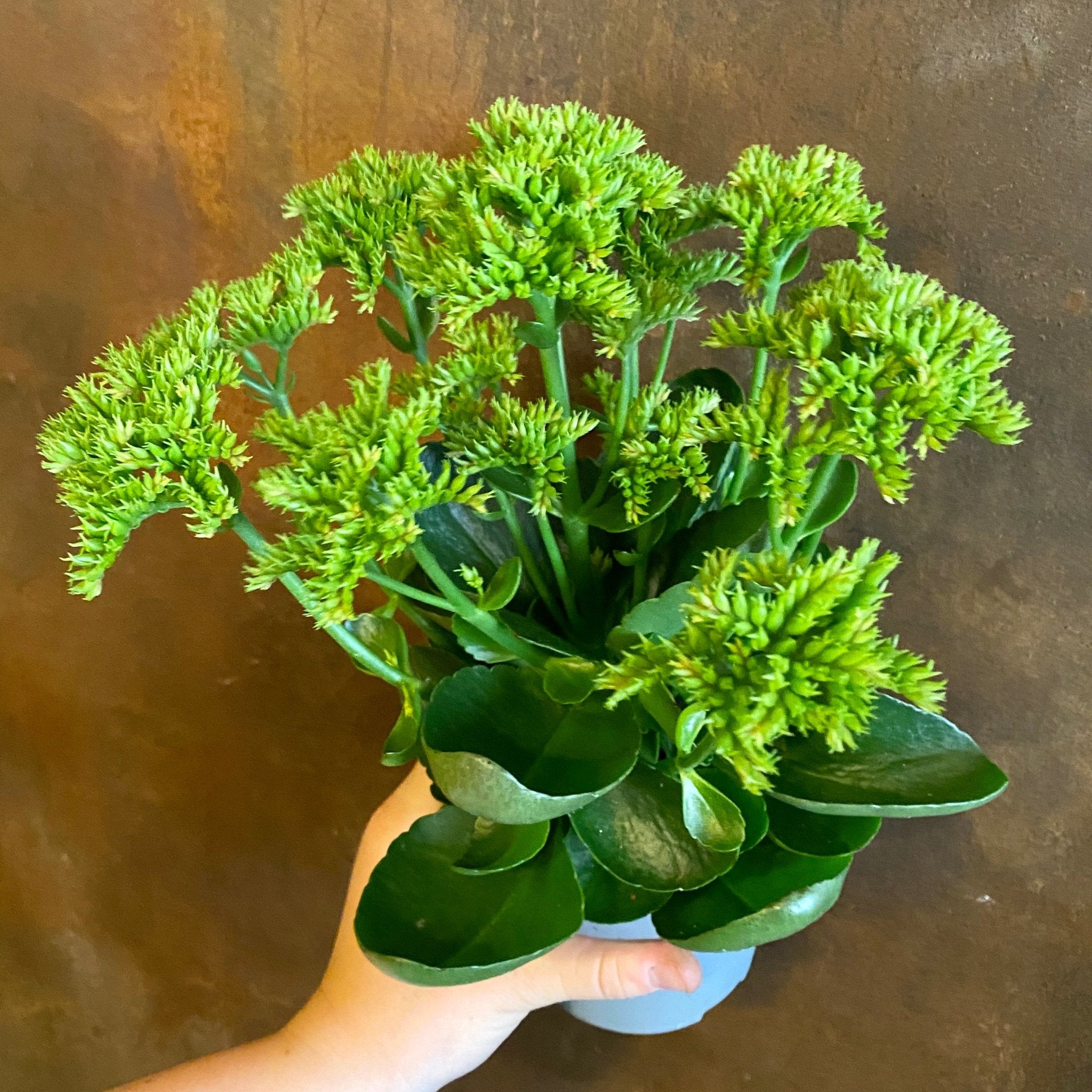 Kalanchoe ‘Croco’ - grow urban. UK