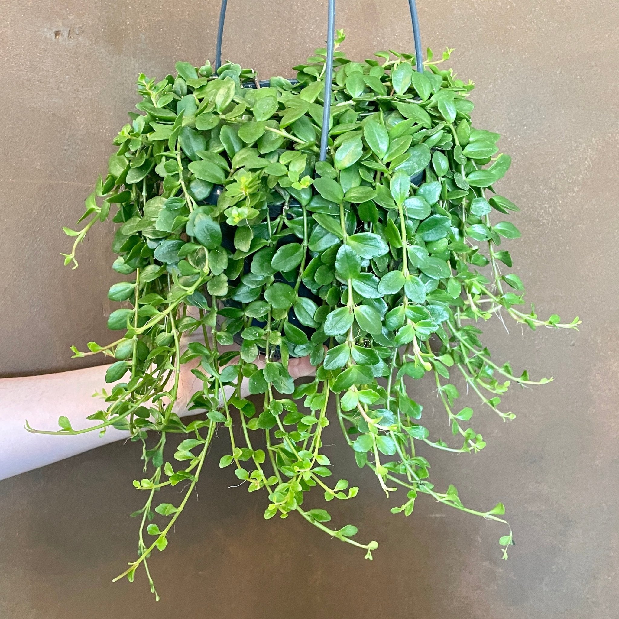 Kalanchoe manginii (15cm hangpot) - grow urban. UK