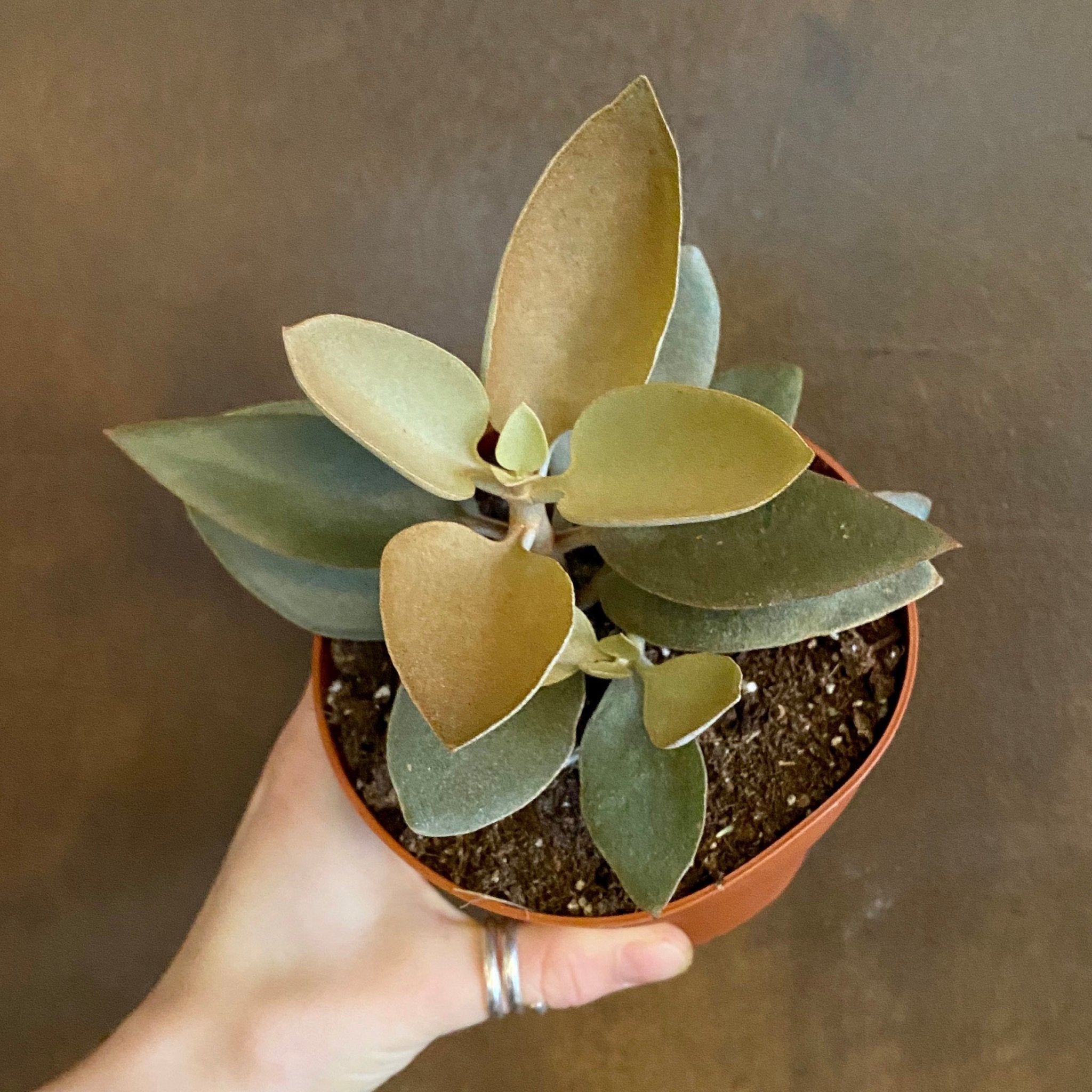 Kalanchoe orygalis - grow urban. UK