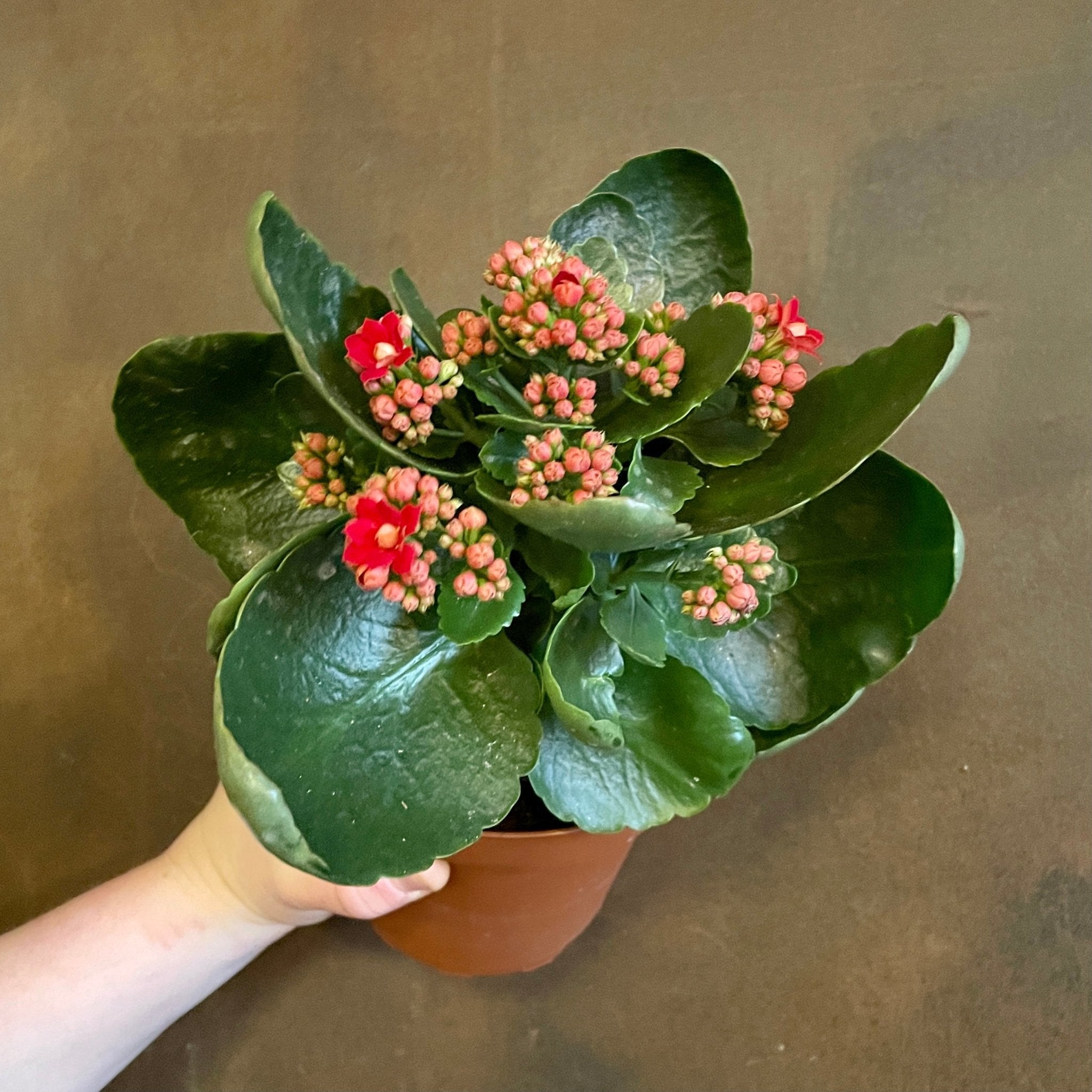 Kalanchoe ‘Red Secret’ - grow urban. UK