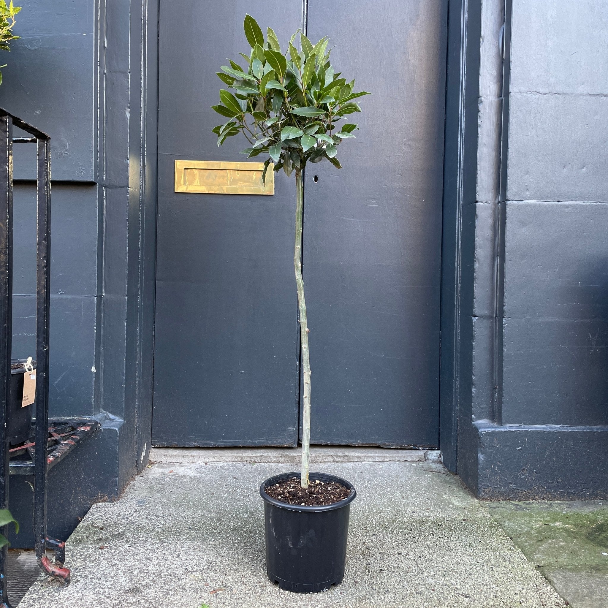 Laurus nobilis 120cm [Bay Tree] - grow urban. UK