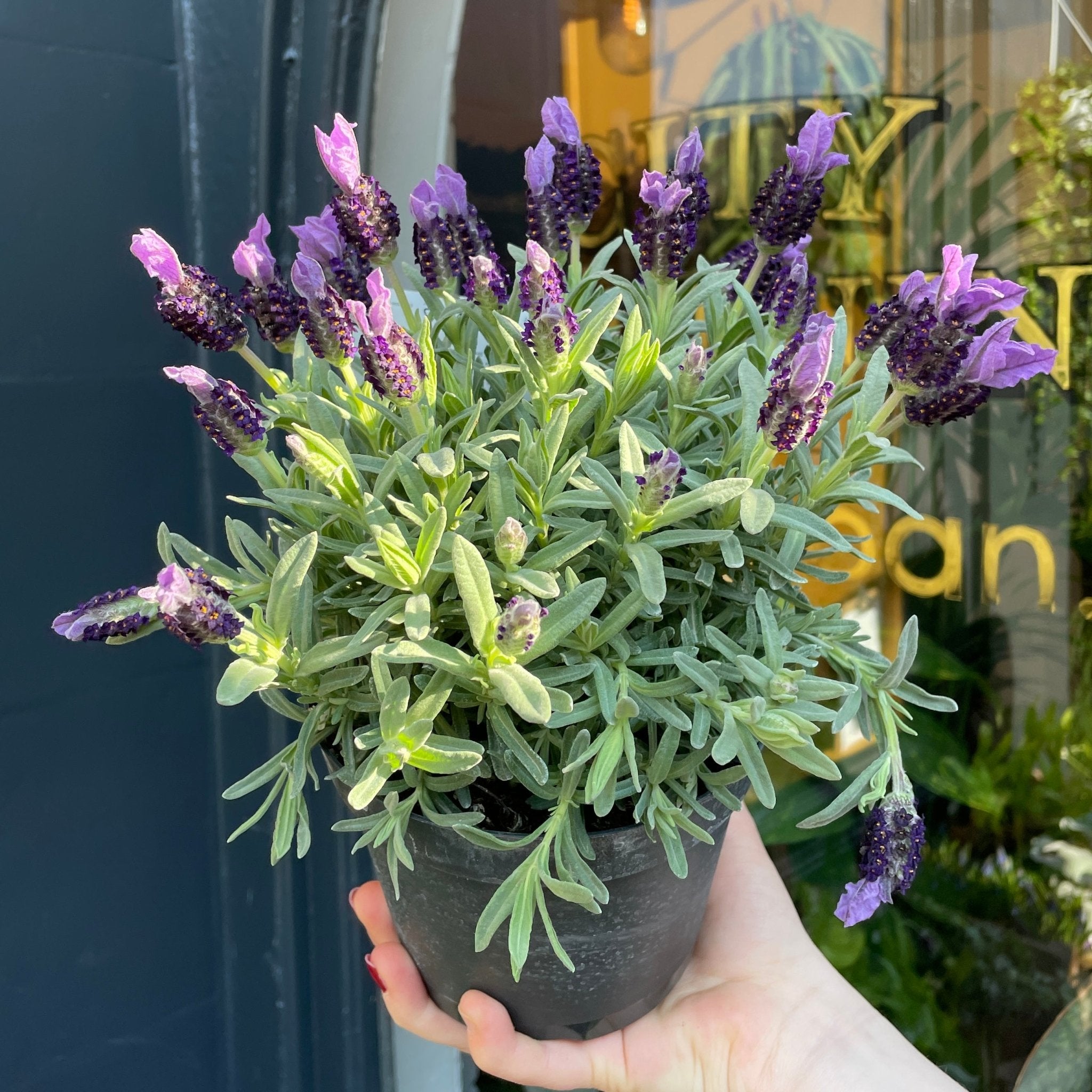 butterfly lavender plant care Lavandula 'Butterfly Giant Summer'