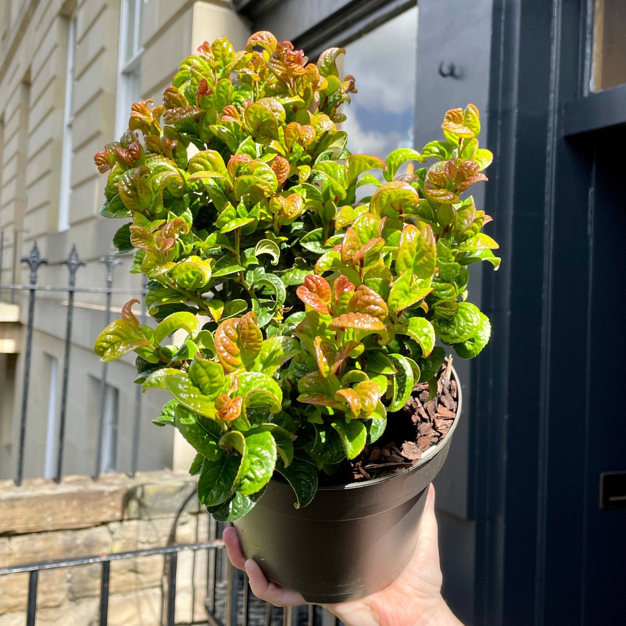 Leucothoe axillaris 'Curly Red' - grow urban. UK