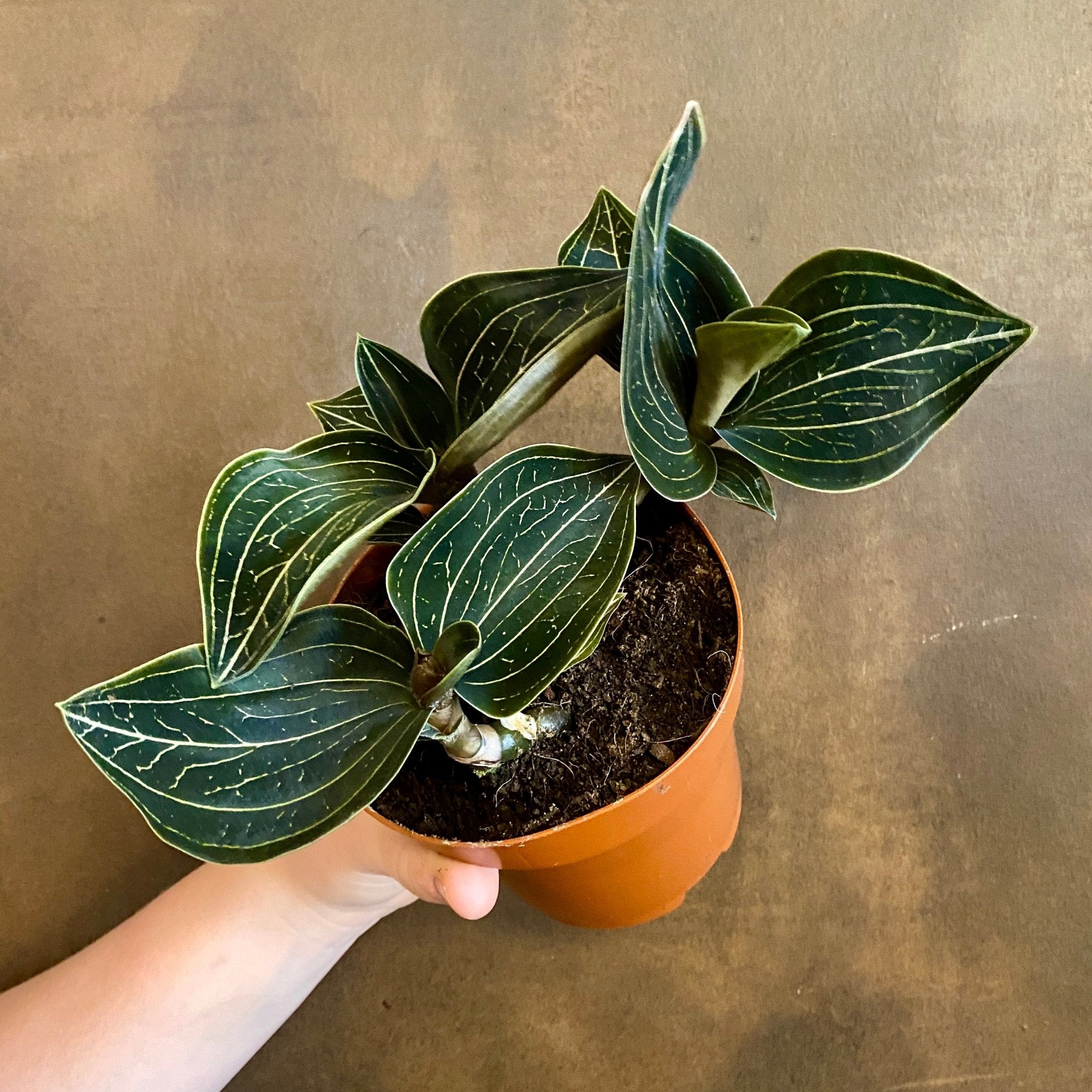 Ludisia discolor 'Gold' - grow urban. UK