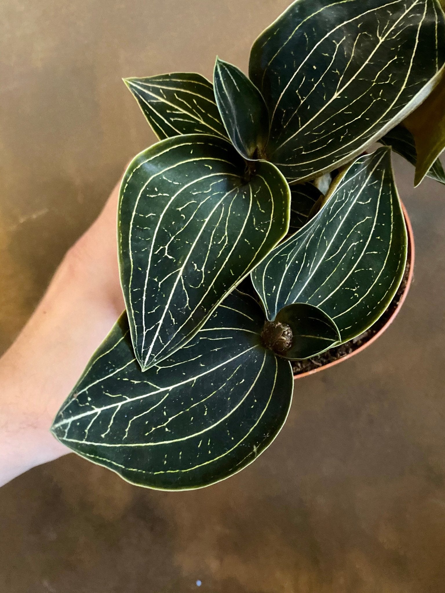 Ludisia discolor 'Gold' - grow urban. UK