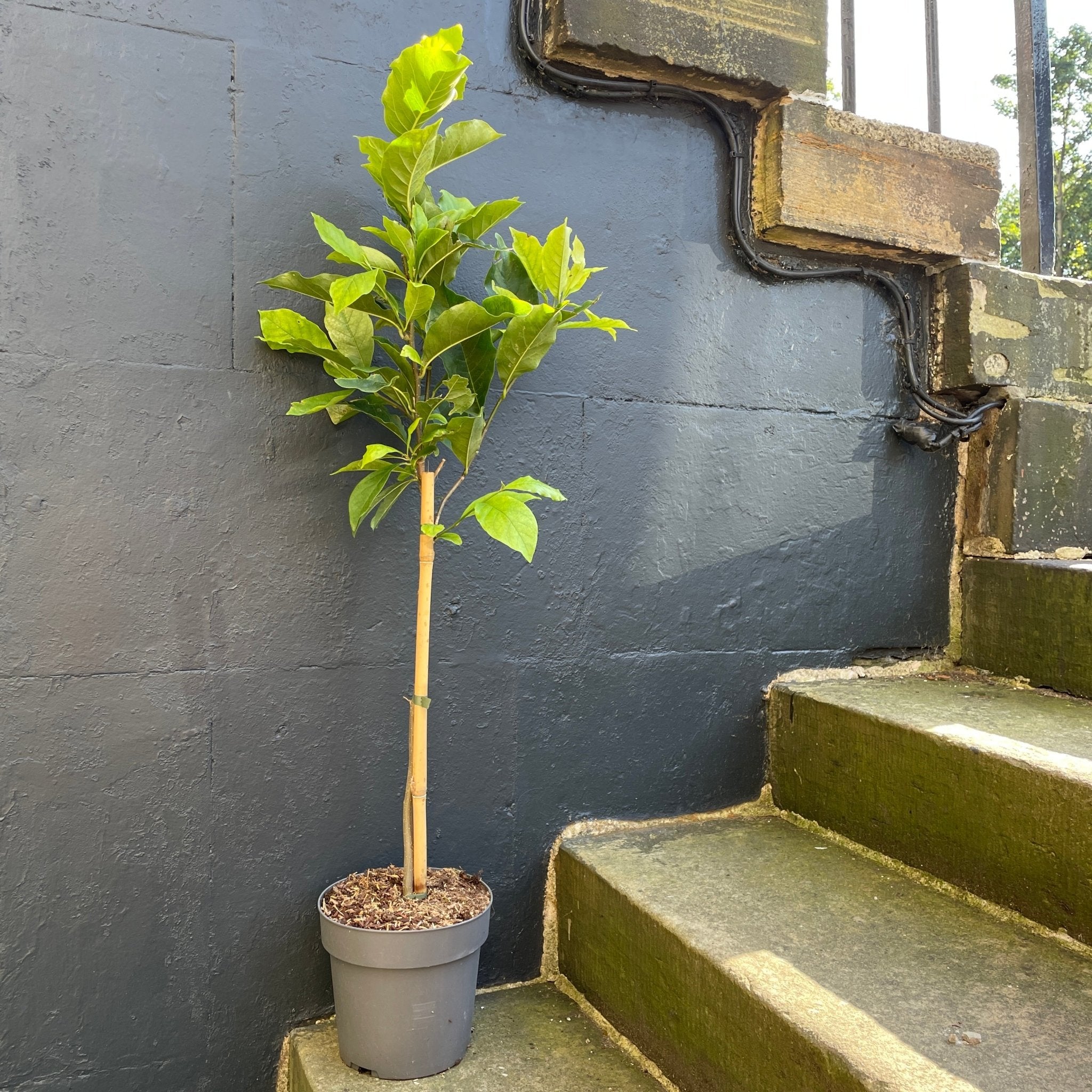 Magnolia 'Susan' - grow urban. UK