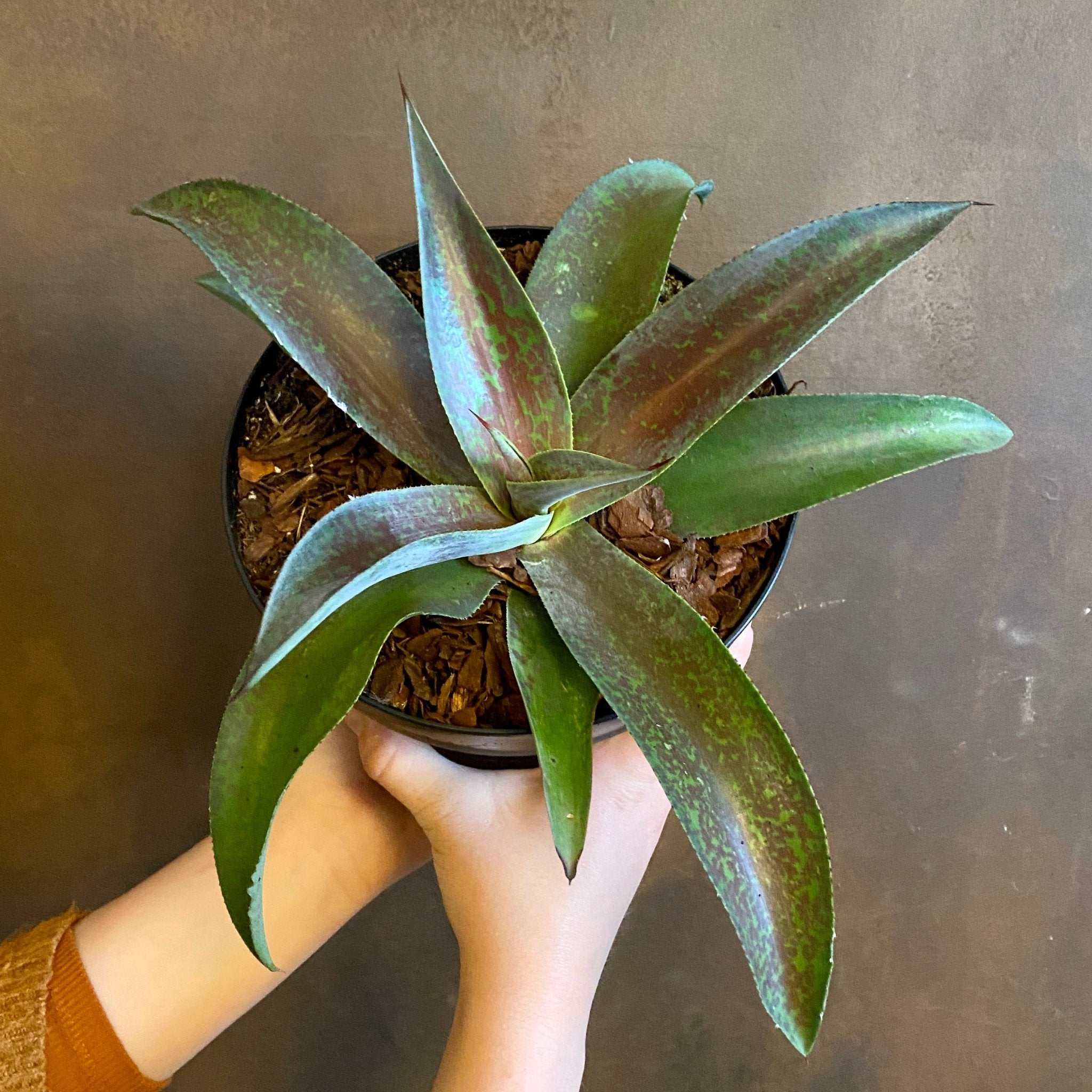 Mangave - grow urban. UK