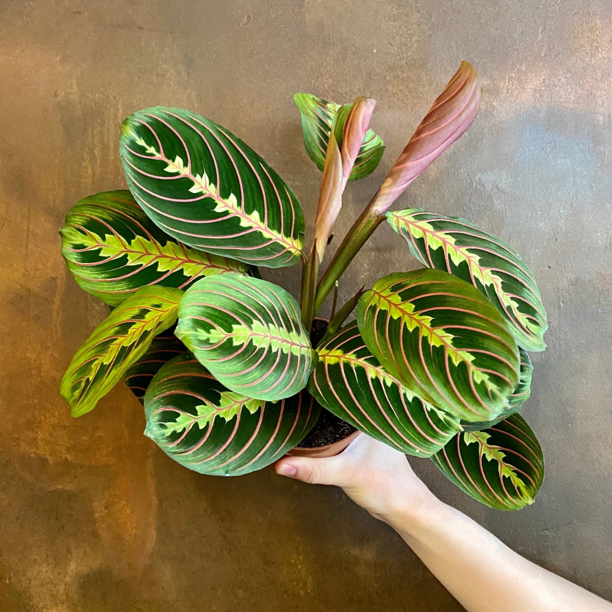 Maranta ‘Fascinator’ - grow urban. UK