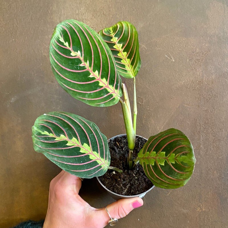 Maranta Fascinator (8.5cm pot)