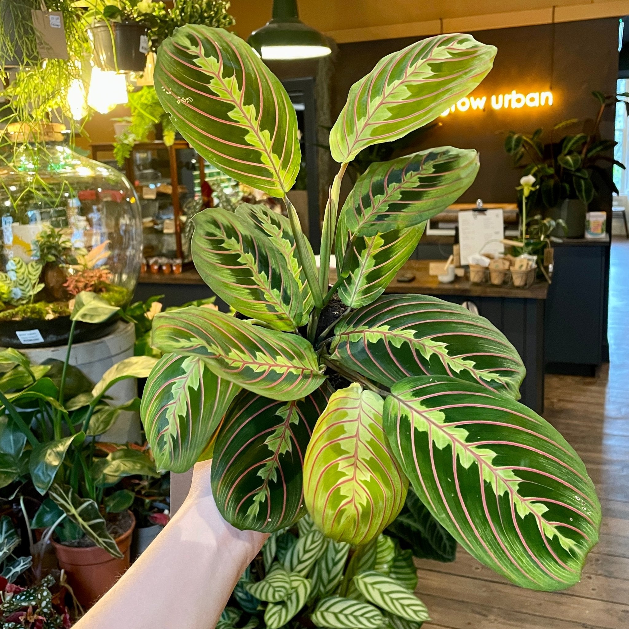 Maranta ‘Fascinator’ - grow urban. UK