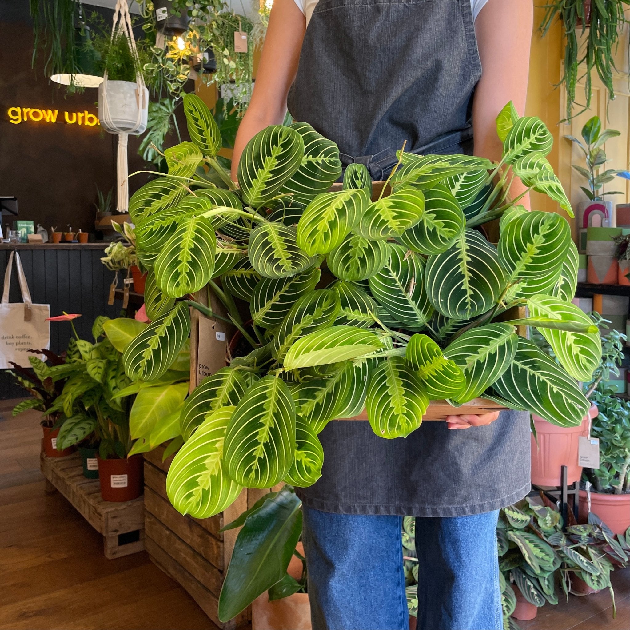 Maranta 'Lemon Lime' - grow urban. UK