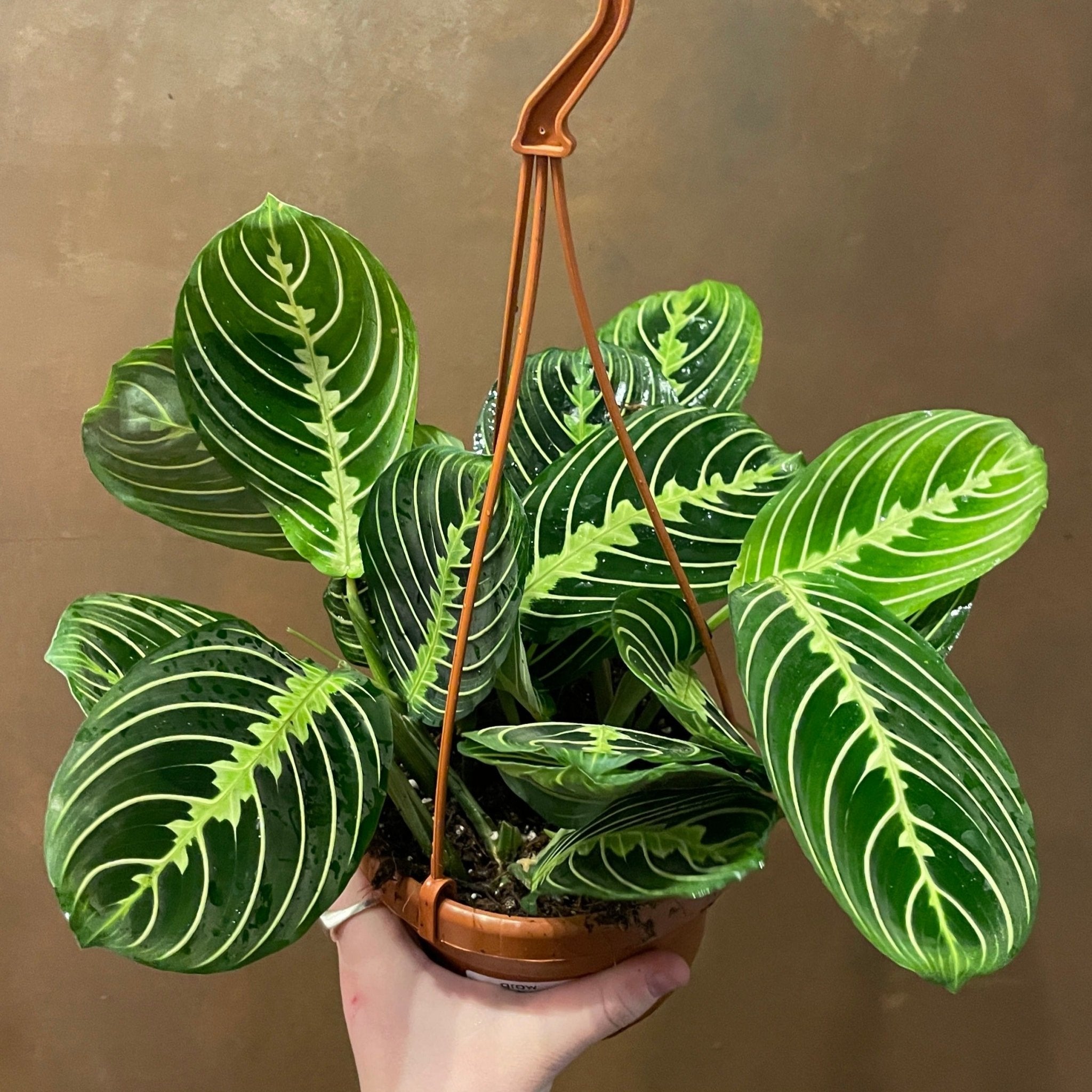 Maranta 'Lemon Lime' - grow urban. UK