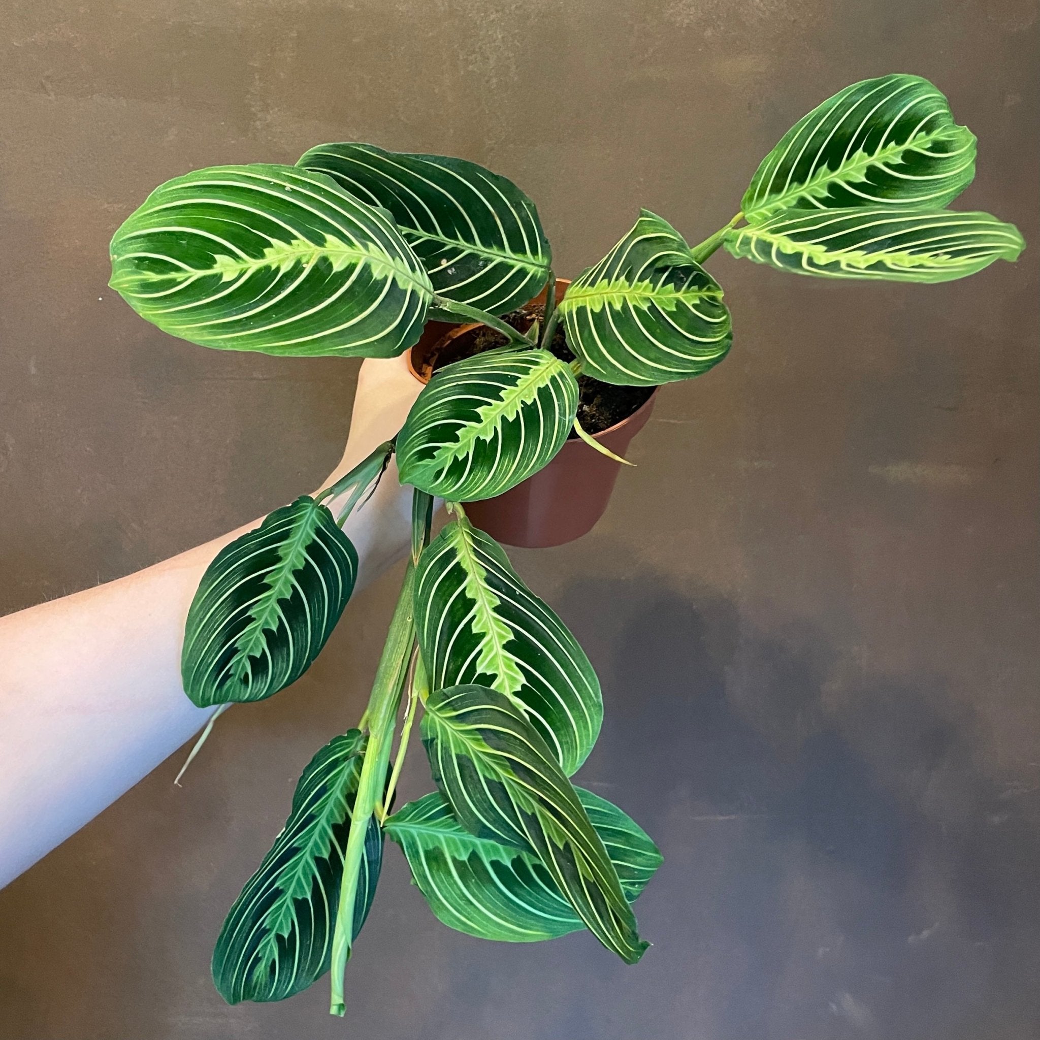 Maranta 'Lemon Lime' - grow urban. UK