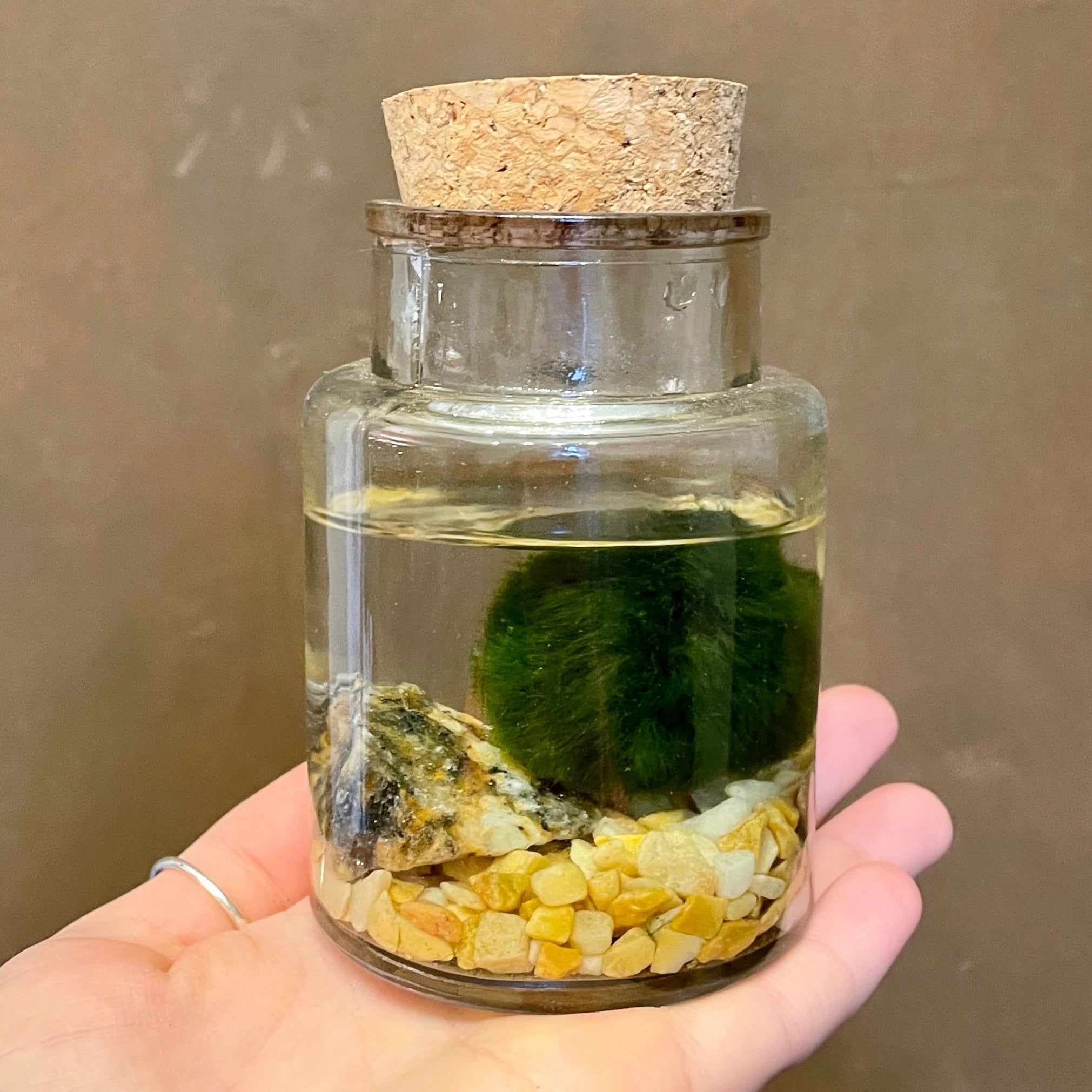 Marimo in Glass Jar - grow urban. UK