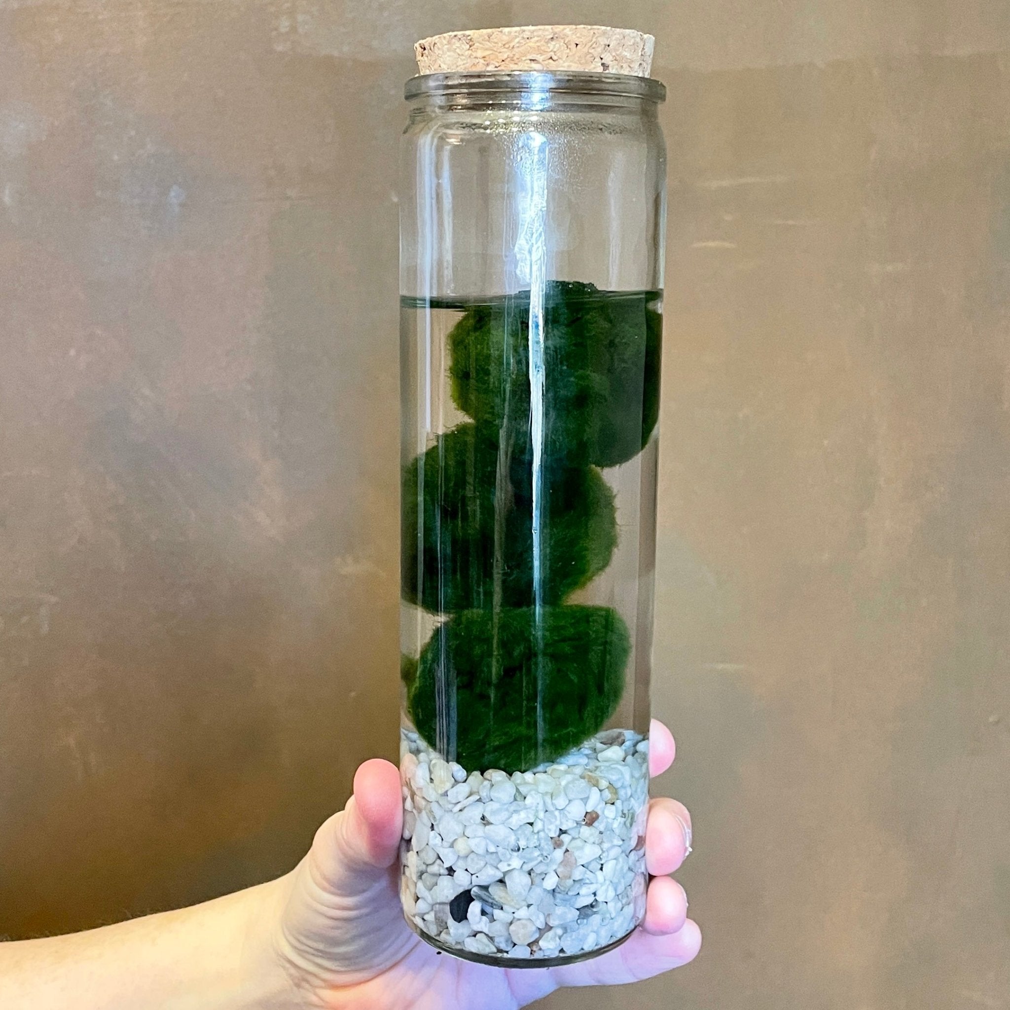 Marimo Trio in Glass Jar - grow urban. UK