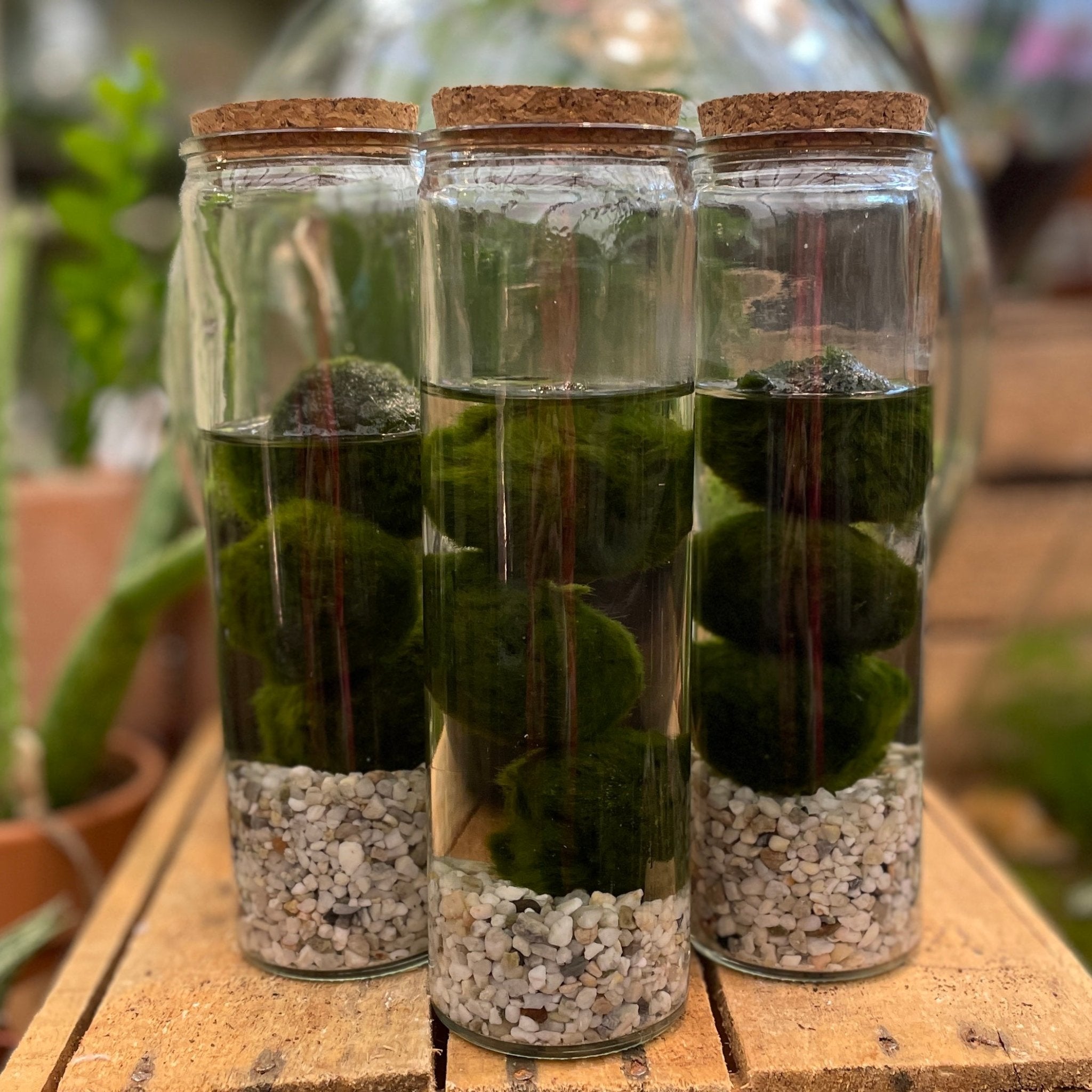 Marimo Trio in Glass Jar - grow urban. UK