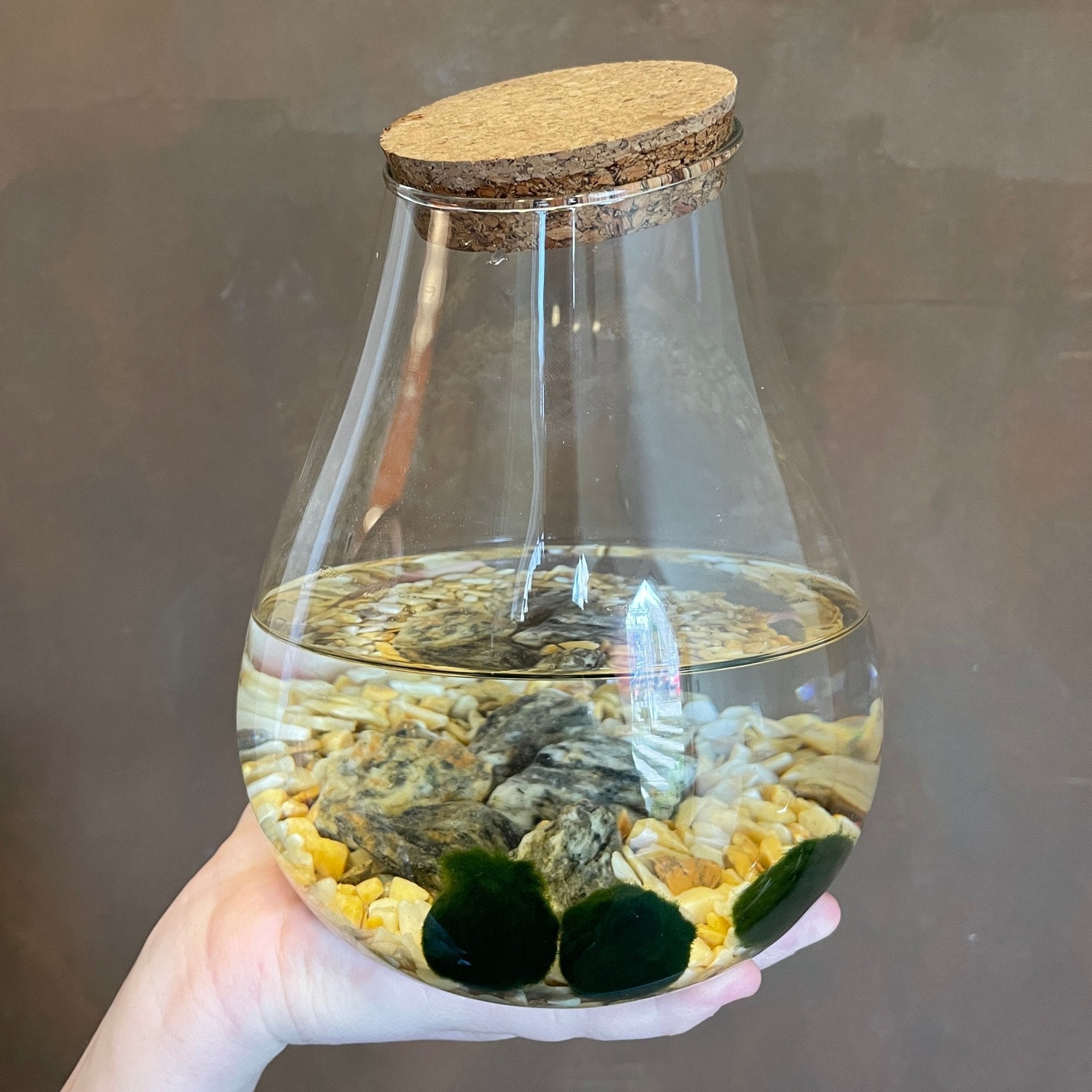 Marimo Trio in Glass Jar - grow urban. UK
