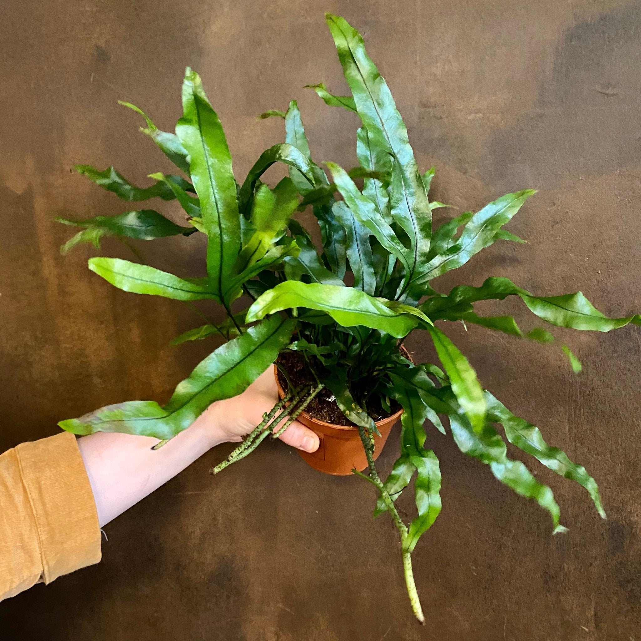 Microsorum diversifolium - grow urban. UK