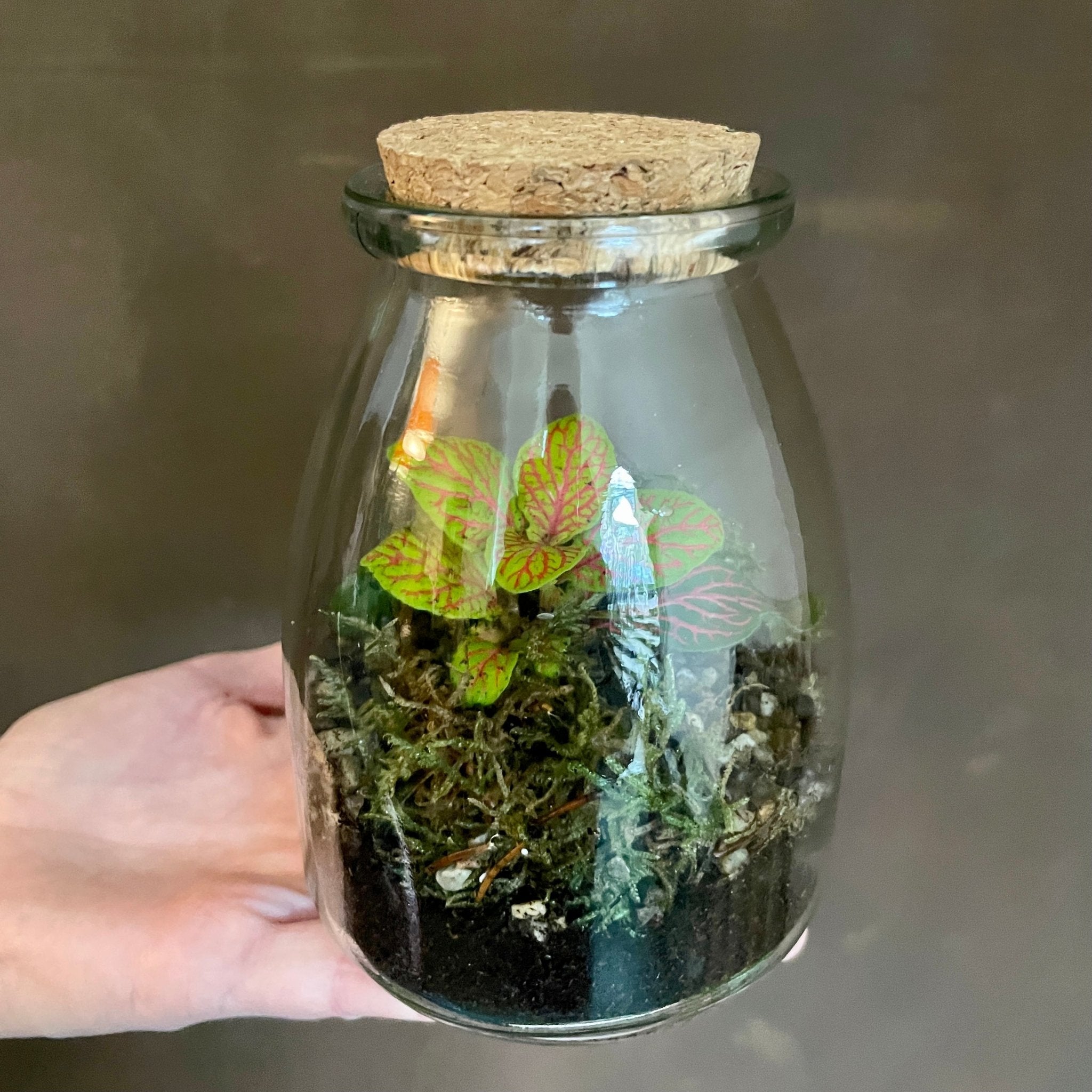 Mini Terrarium - grow urban. UK