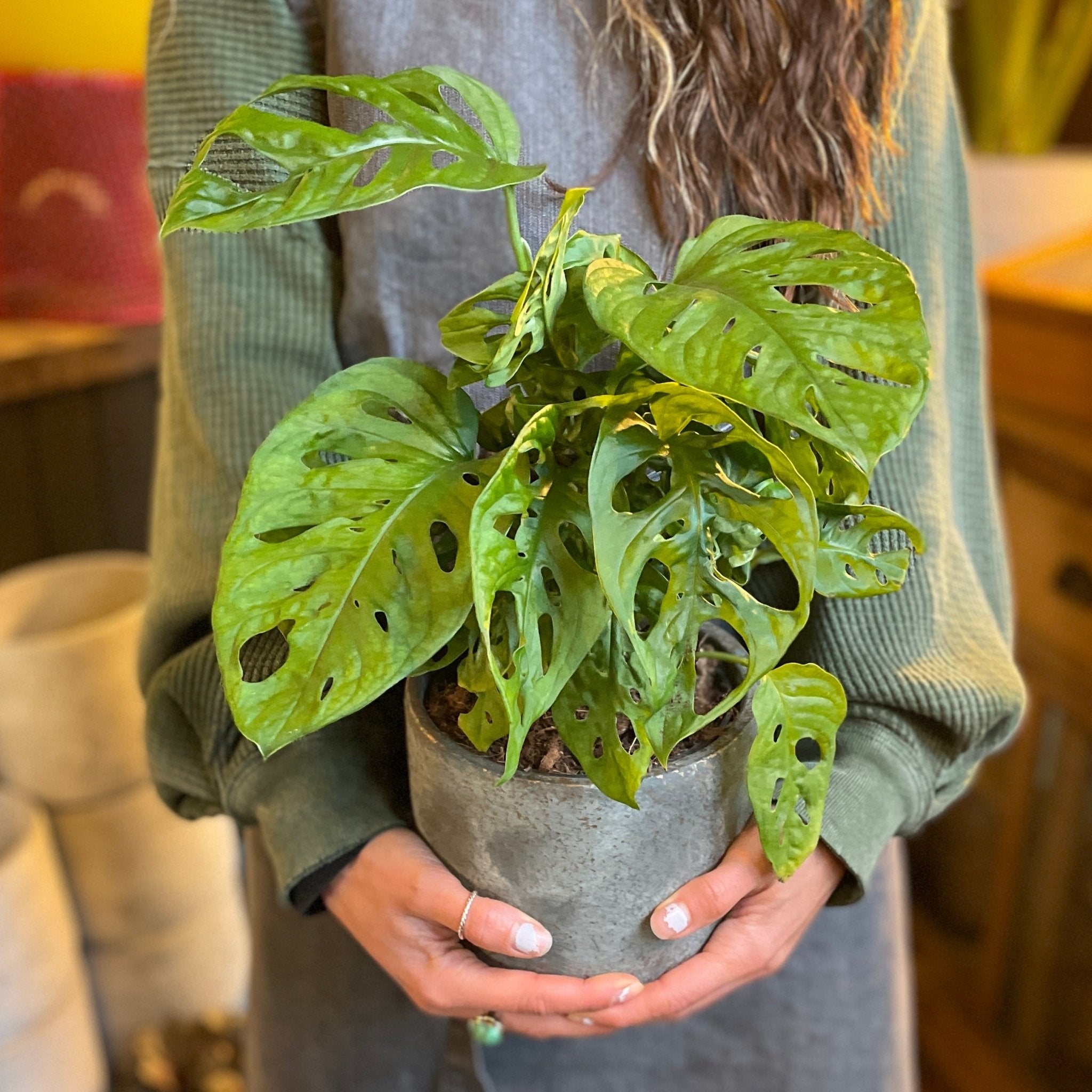 Monstera adansonii (14cm pot) - grow urban. UK