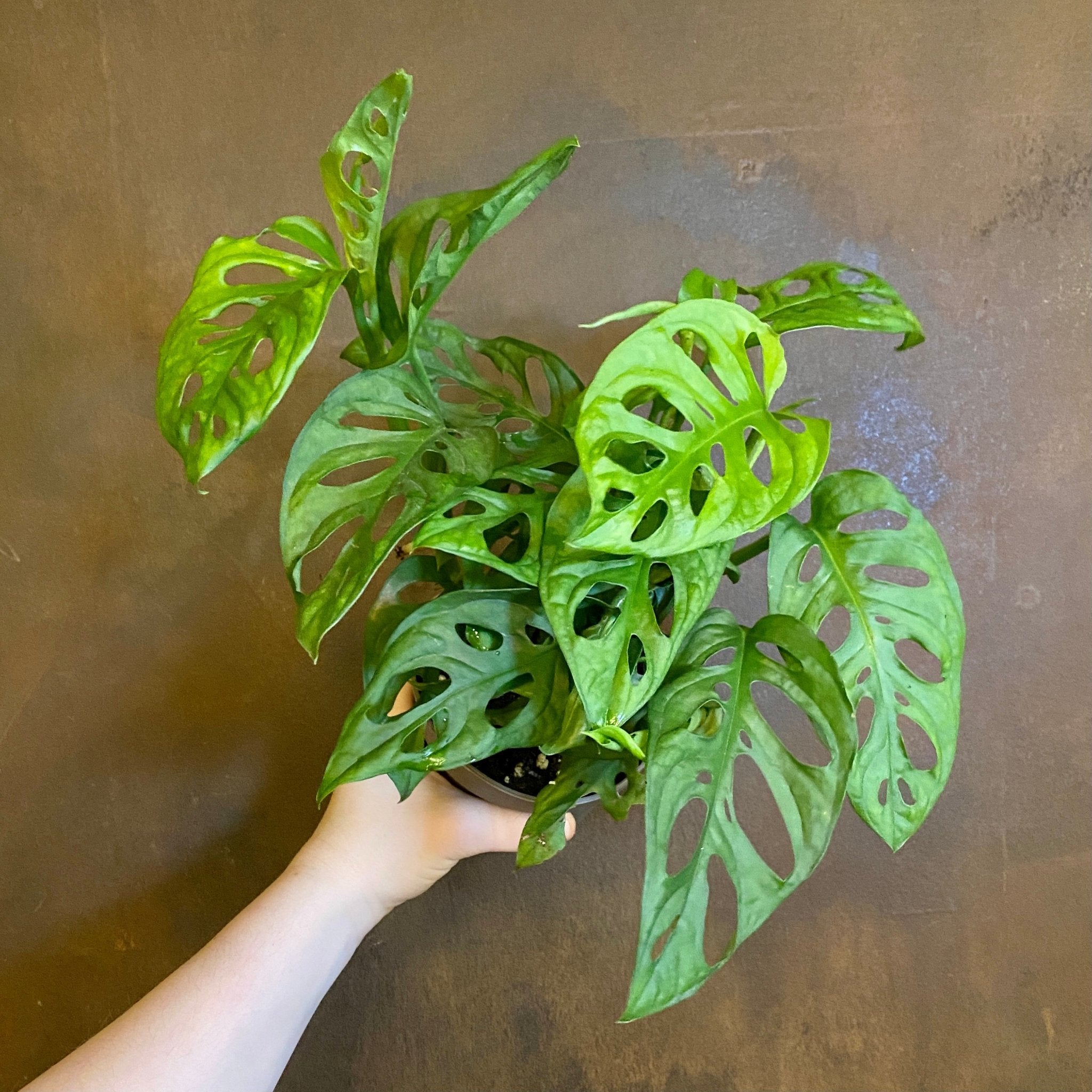 Monstera adansonii - grow urban. UK