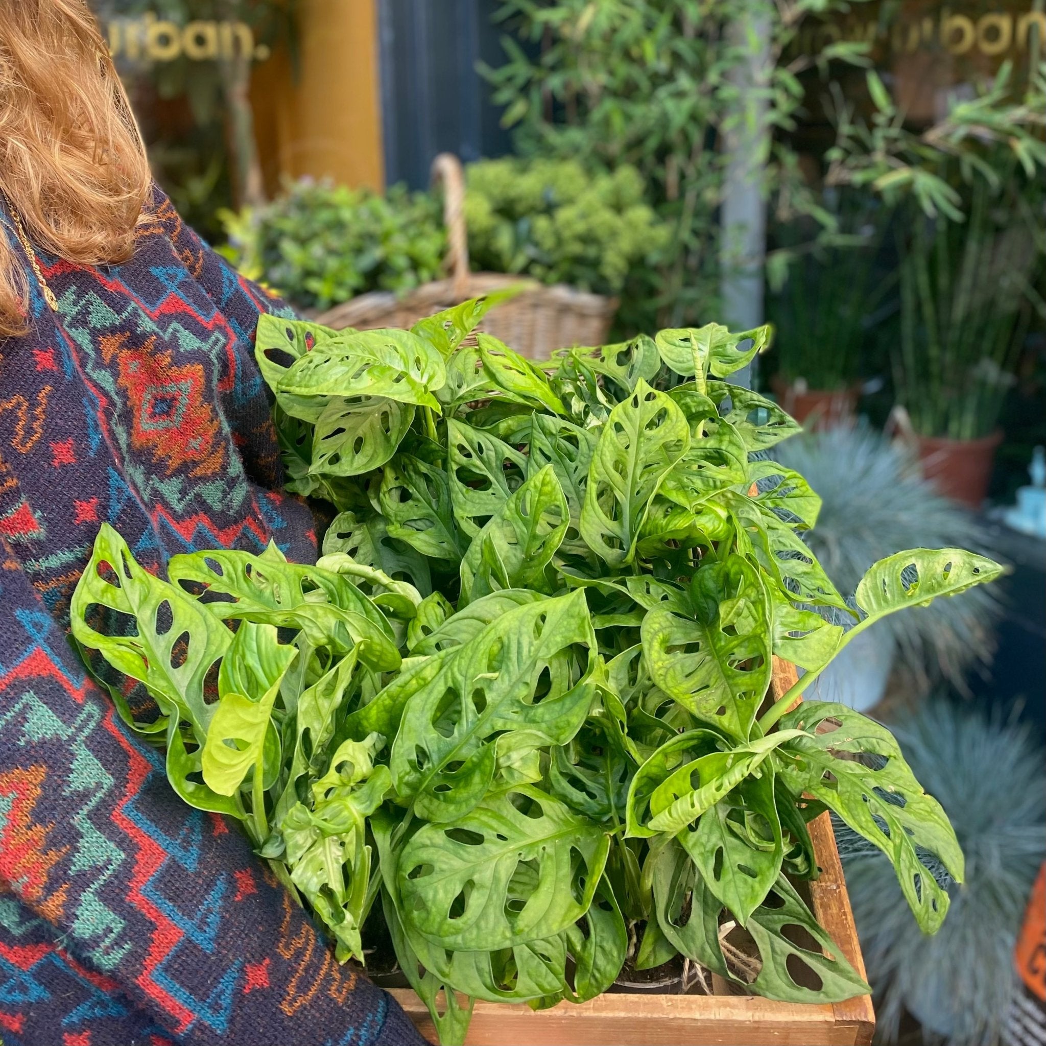 Monstera adansonii - grow urban. UK