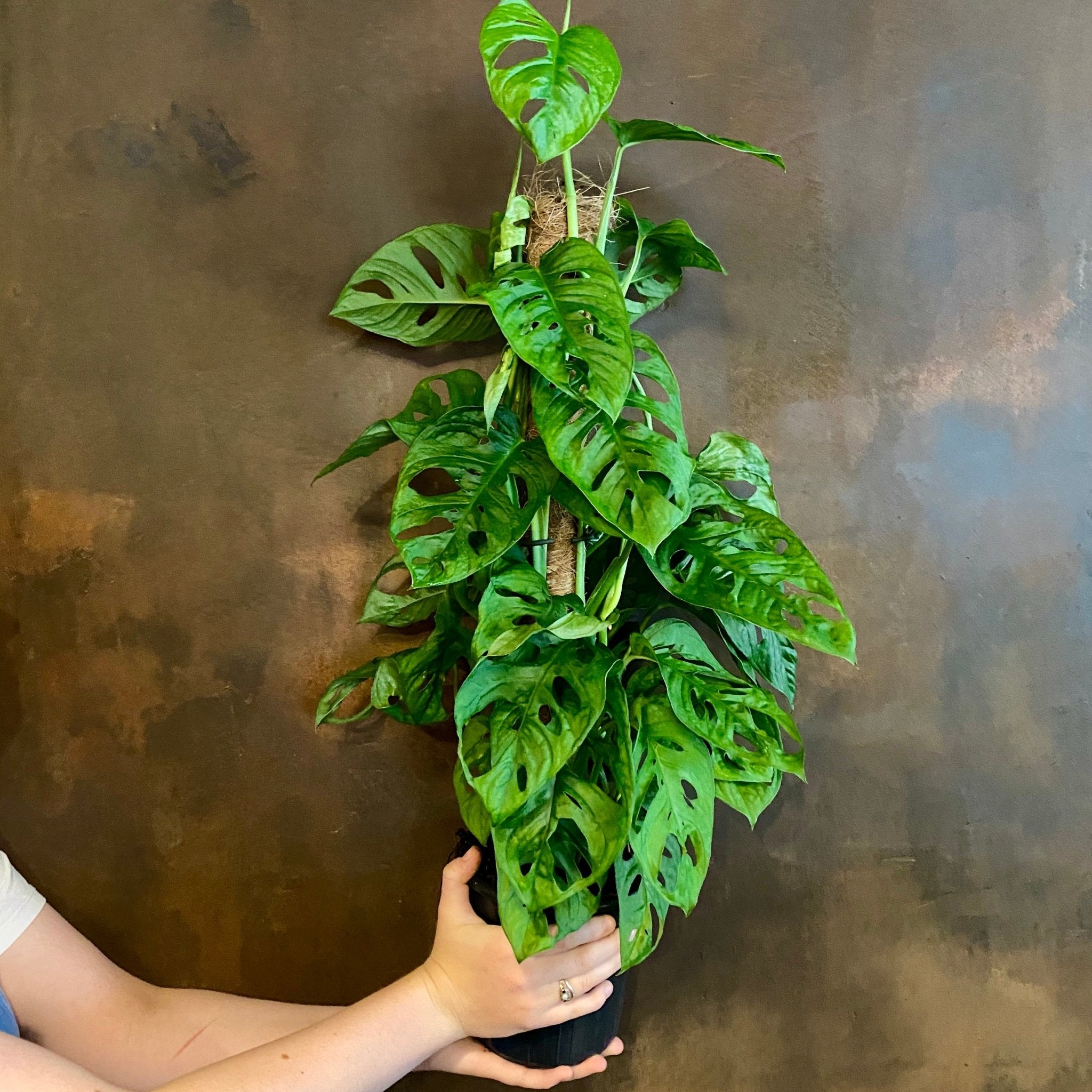 Monstera adansonii (moss pole) - grow urban. UK