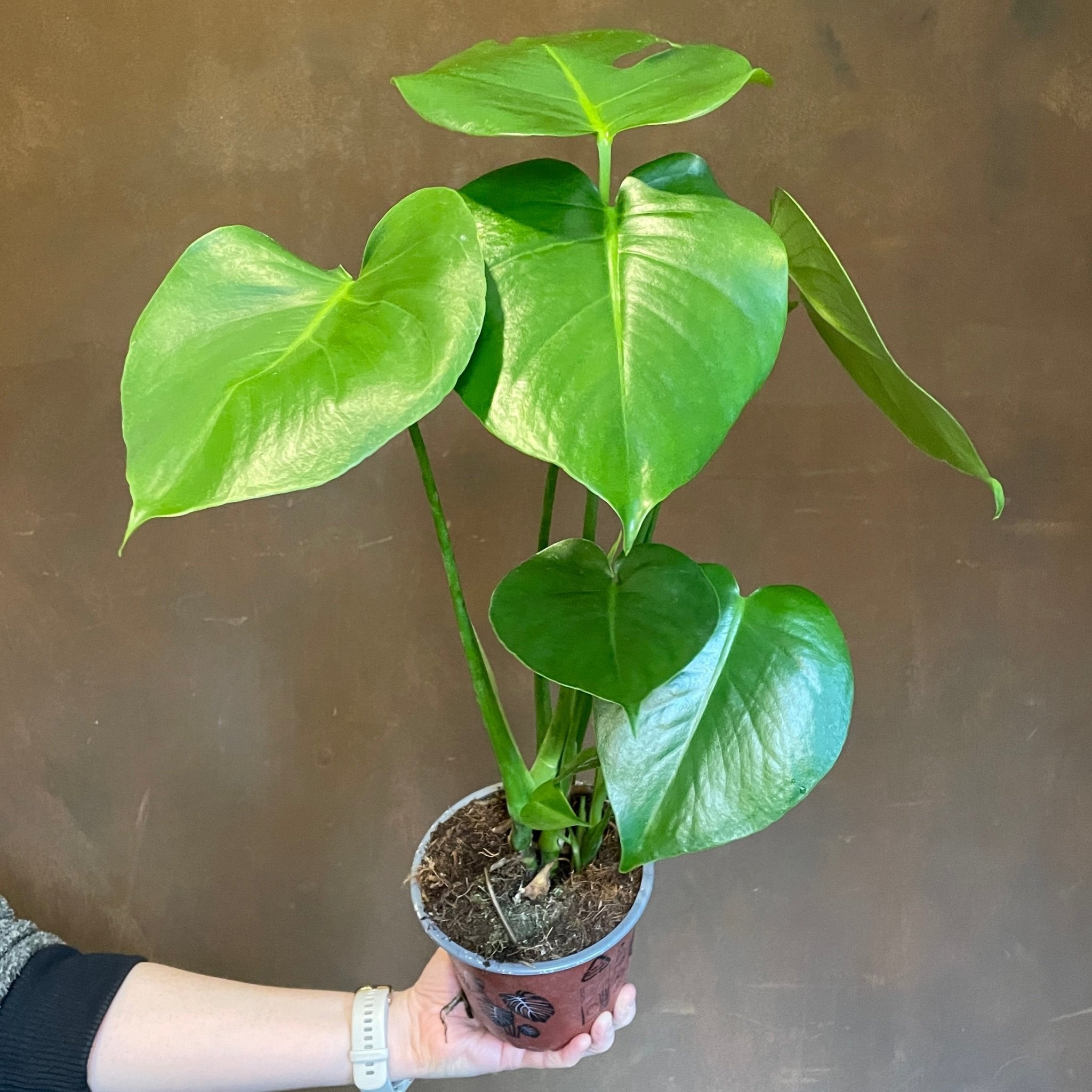 Monstera deliciosa (14cm pot) - grow urban. UK