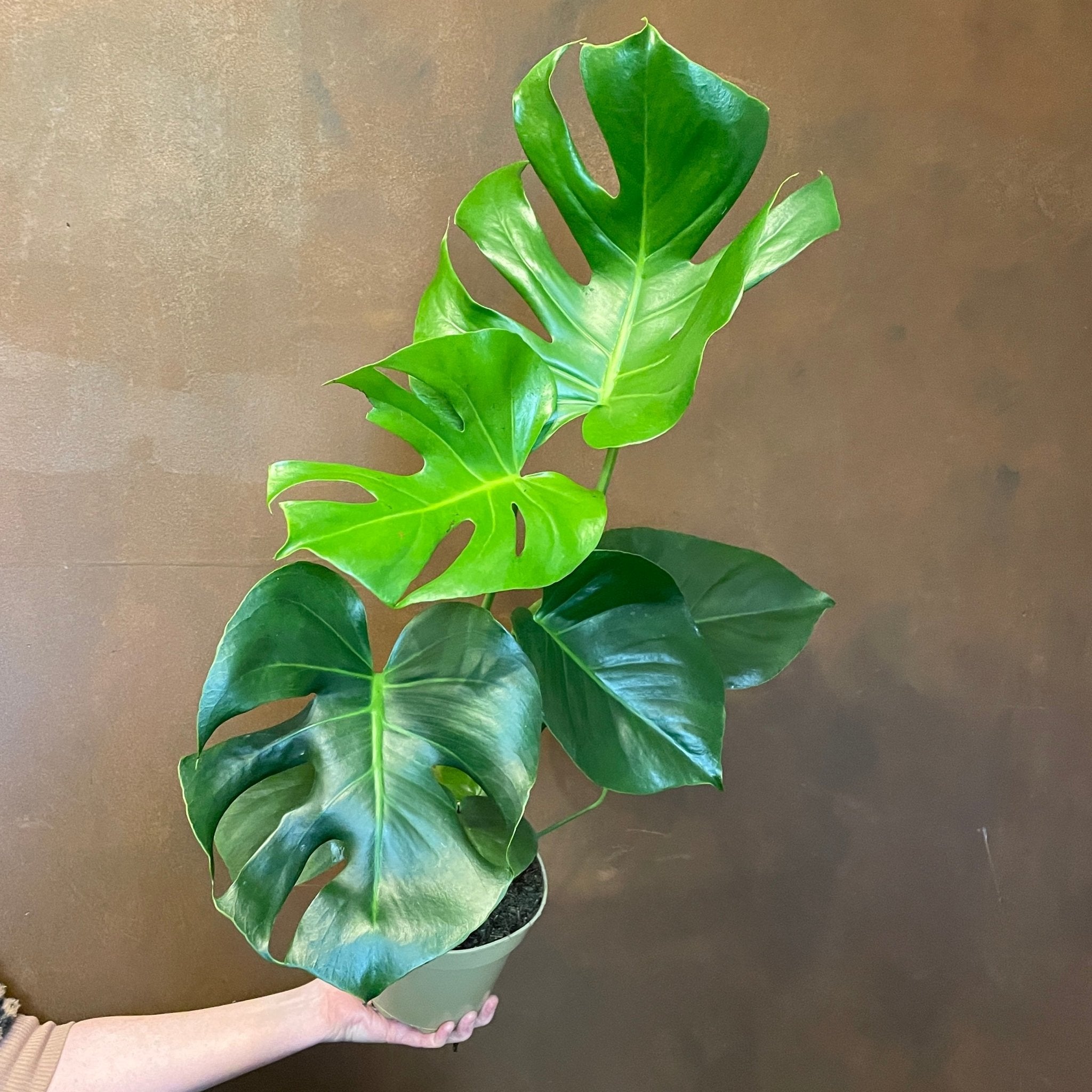 Monstera deliciosa (15cm pot) - grow urban. UK