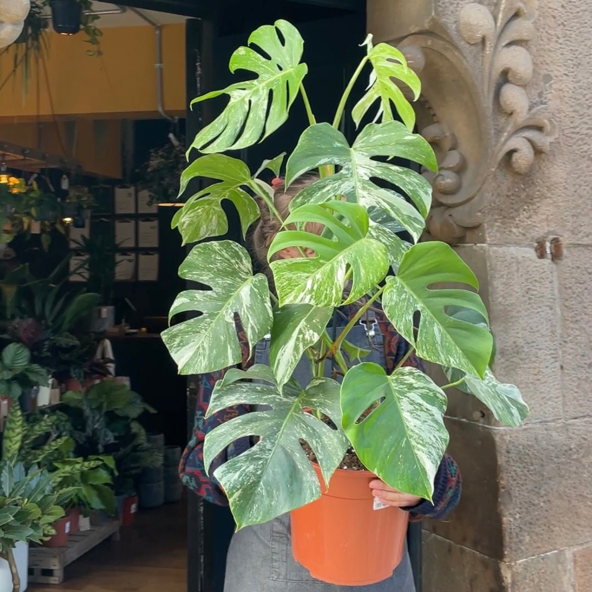 Monstera deliciosa ‘Albo Variegata’ - grow urban. UK