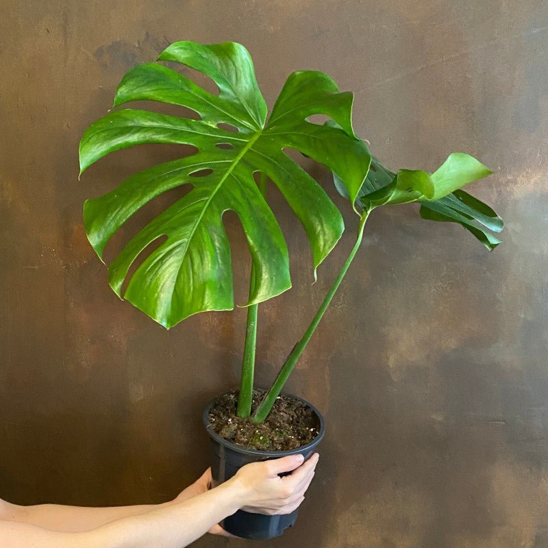 14 monstera deliciosa Monstera deliciosa (mature leaves)