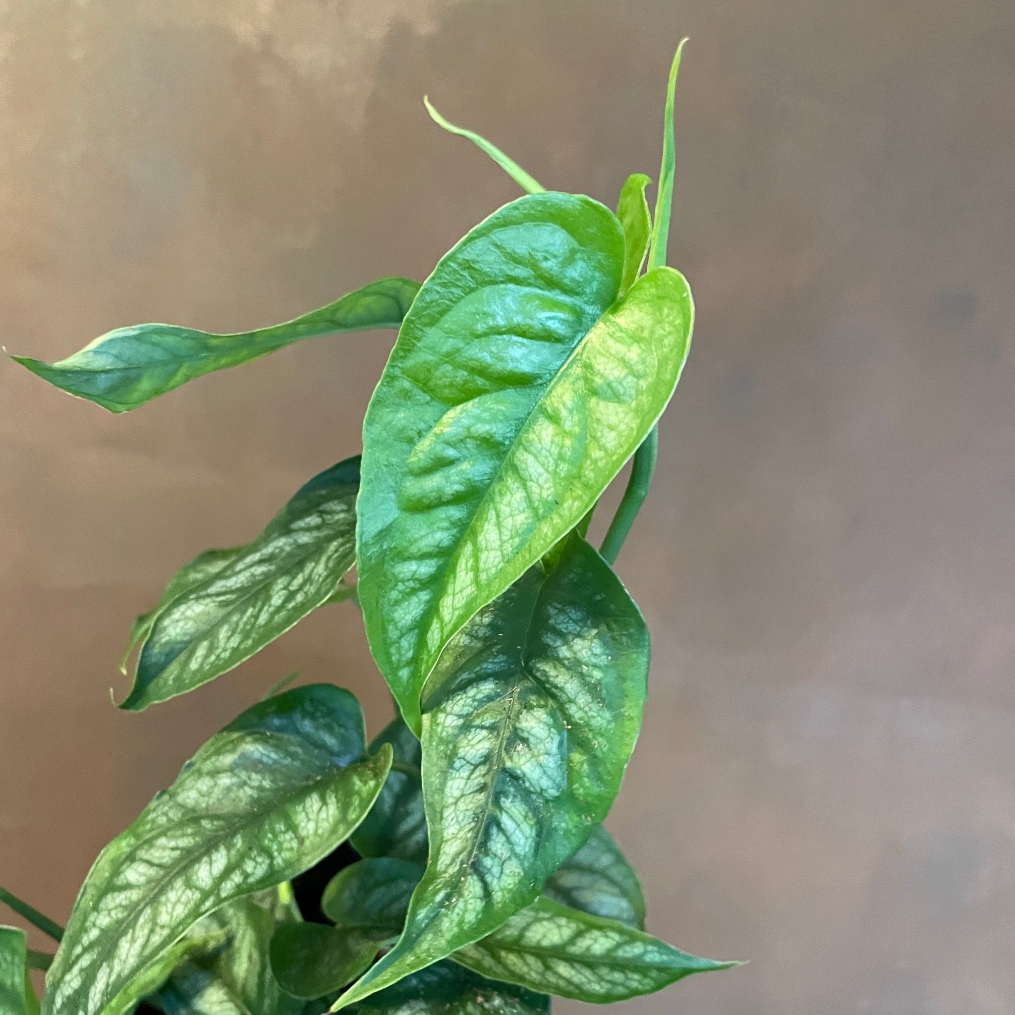 Monstera siltepecana - grow urban. UK