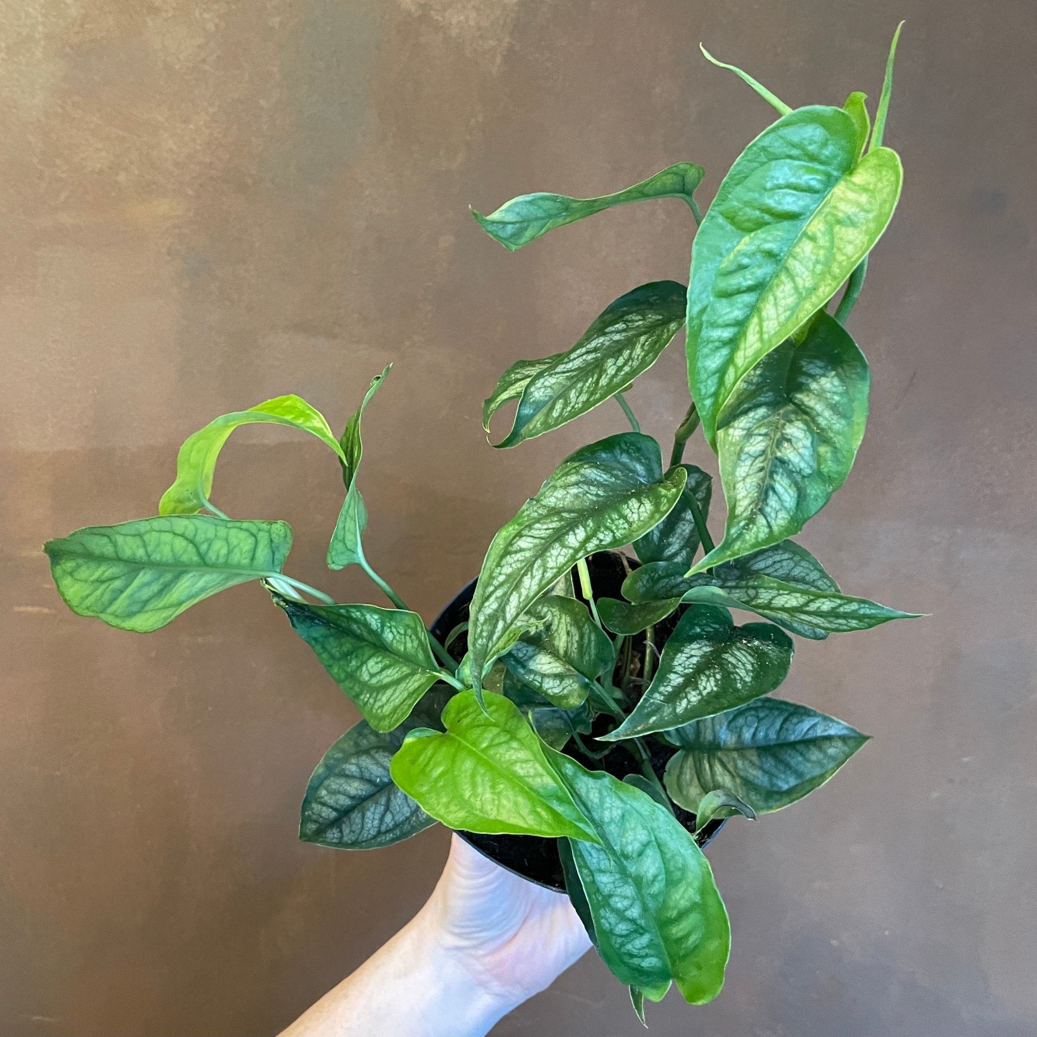 Monstera siltepecana - grow urban. UK